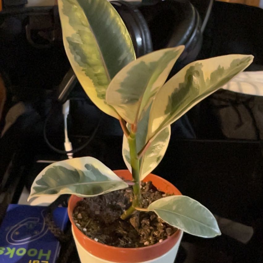 Plant care for Chinese Evergreen on Greg, the plant care app