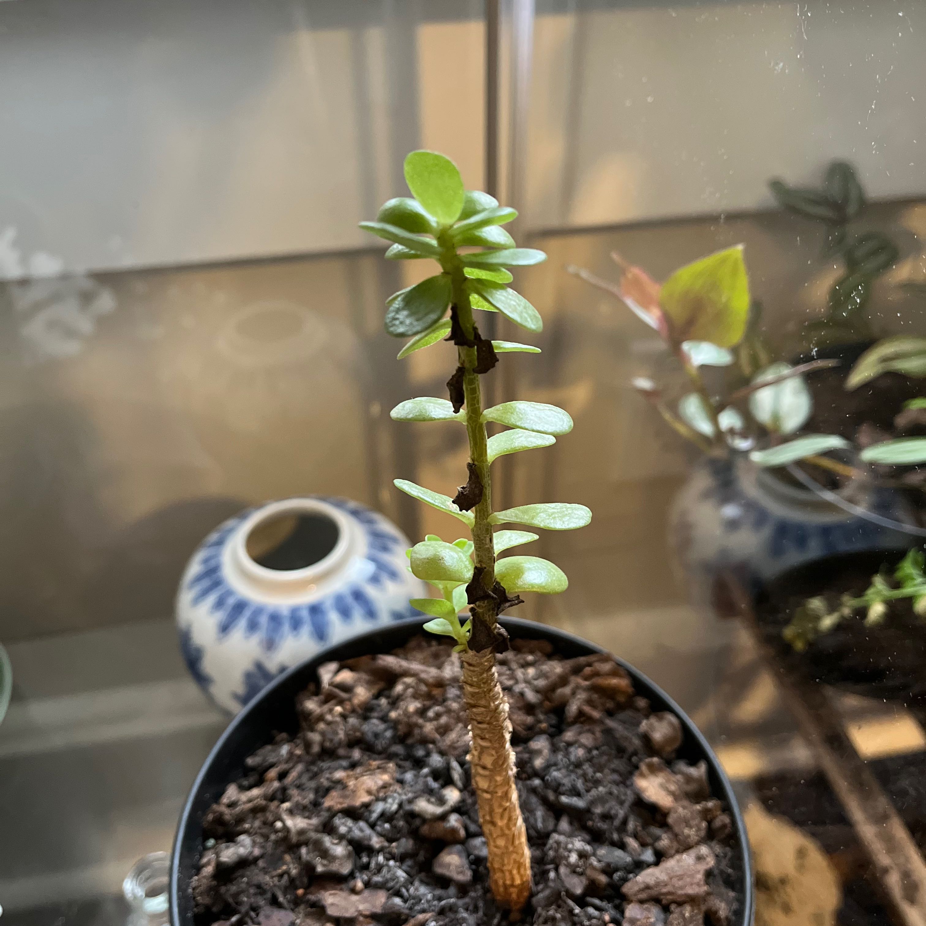 Potted 'Ihi plant with small green leaves and some black spots on the stem.