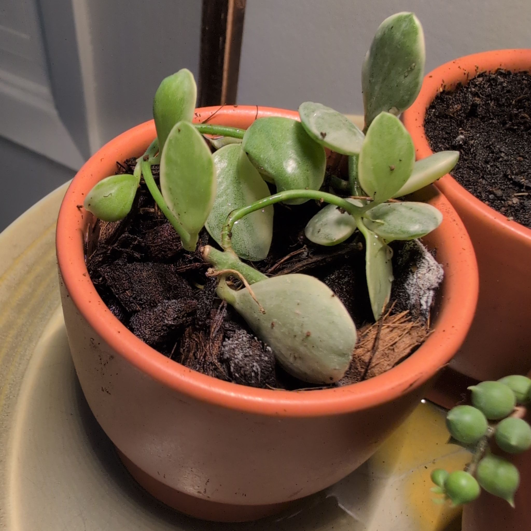 Photo of the plant species Discidia by @mweber5 named Delilah on Greg, the plant care app