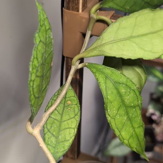 Photo of the plant species Hoya finlaysonii 'Dark Flower' by @mweber5 named Dax on Greg, the plant care app