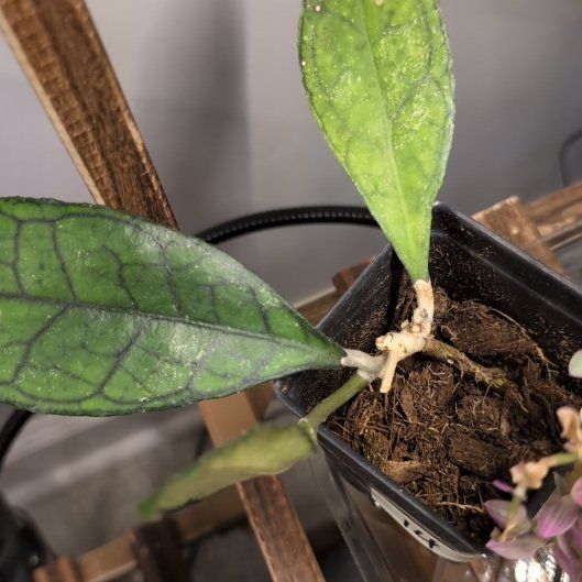 Photo of the plant species Hoya finlaysonii 'Dark Flower' by @mweber5 named Monica on Greg, the plant care app