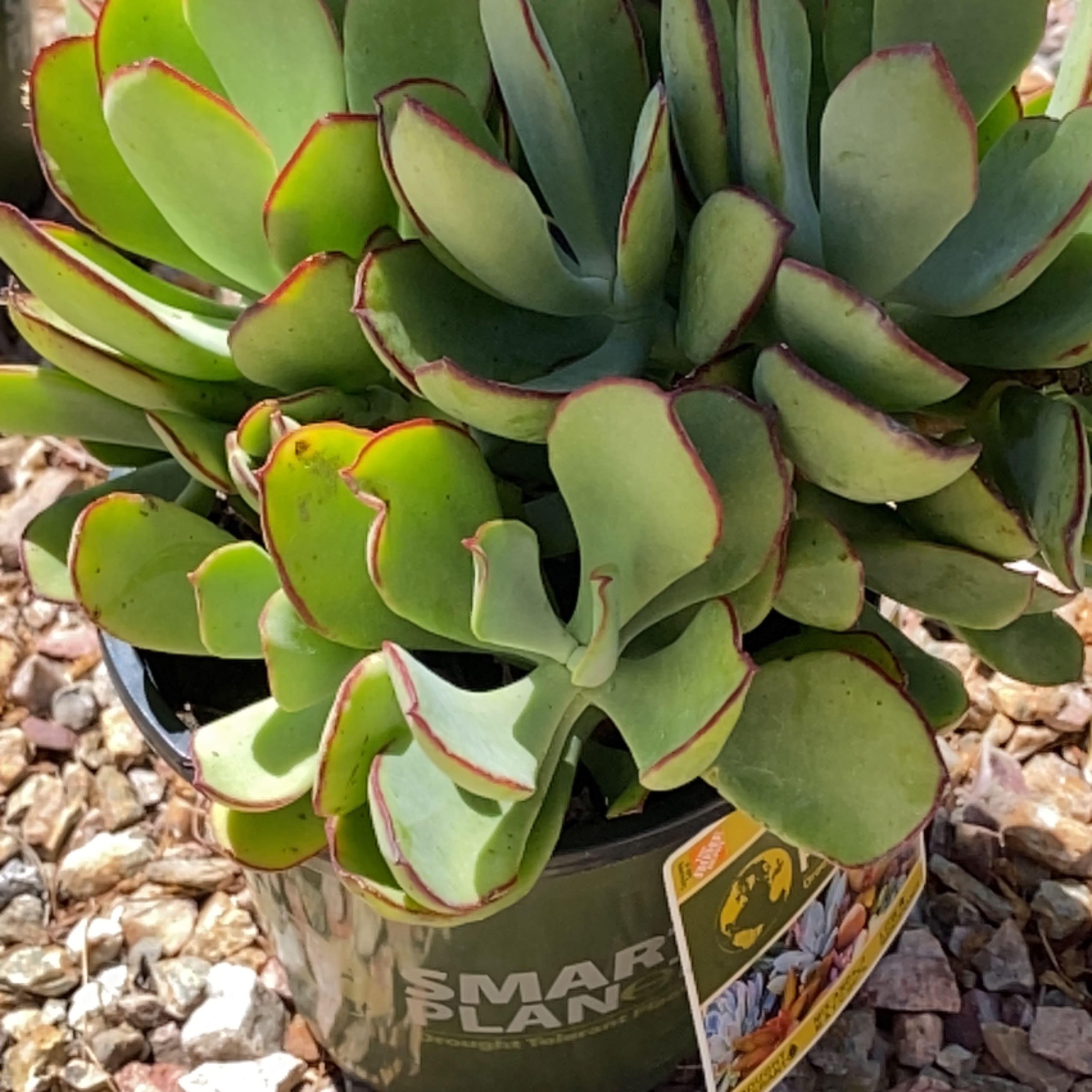 Cotyledon 'Mint Truffles' uploaded to the Greg plant app by @ExpectantPecan