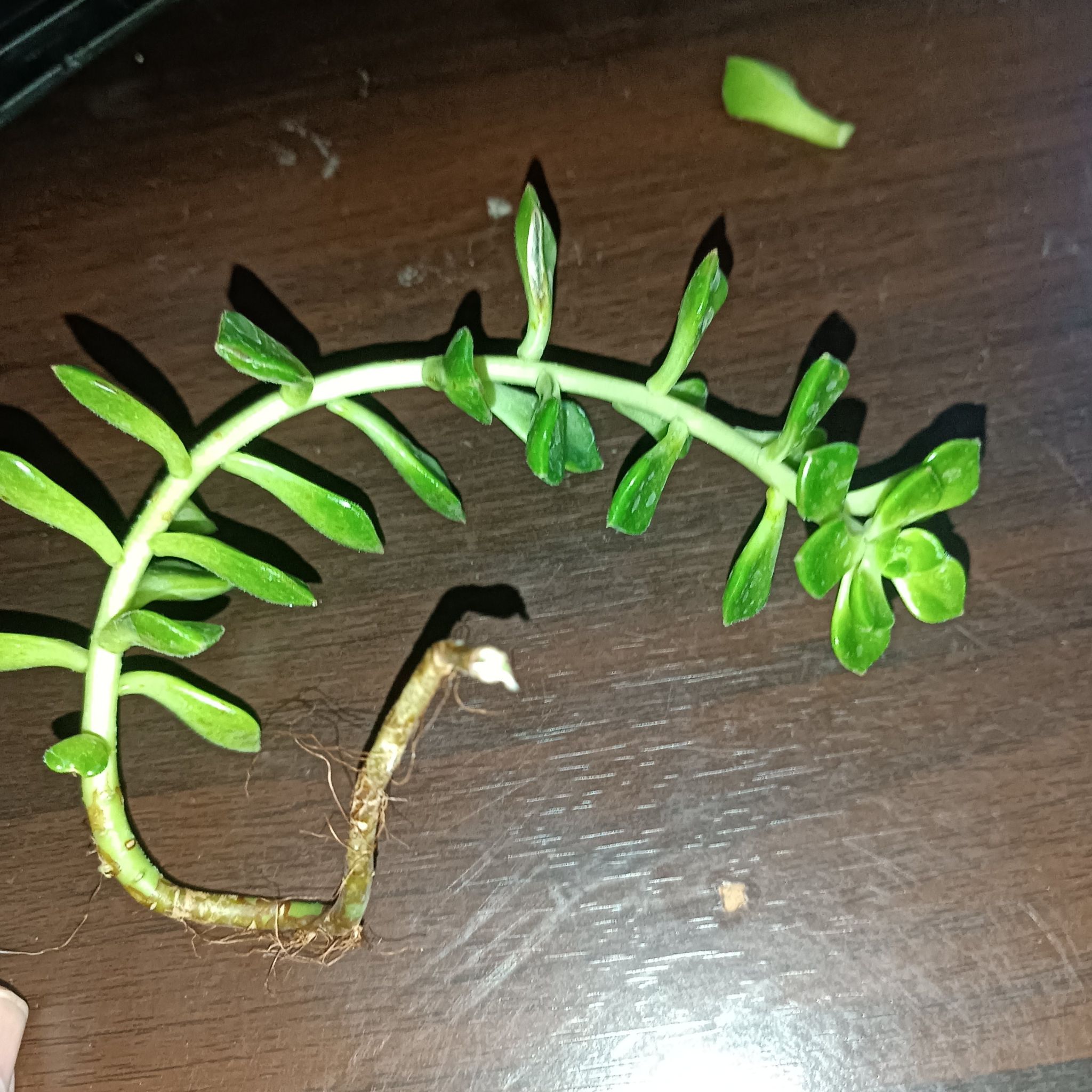 Photo of the plant species Sedum cepaea by @CoolGollum named Clooney on Greg, the plant care app