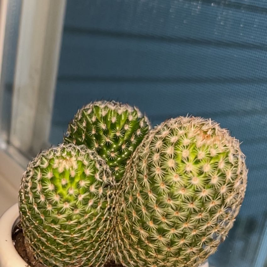 Coryphantha erecta cactus with multiple stems in a pot, healthy appearance.