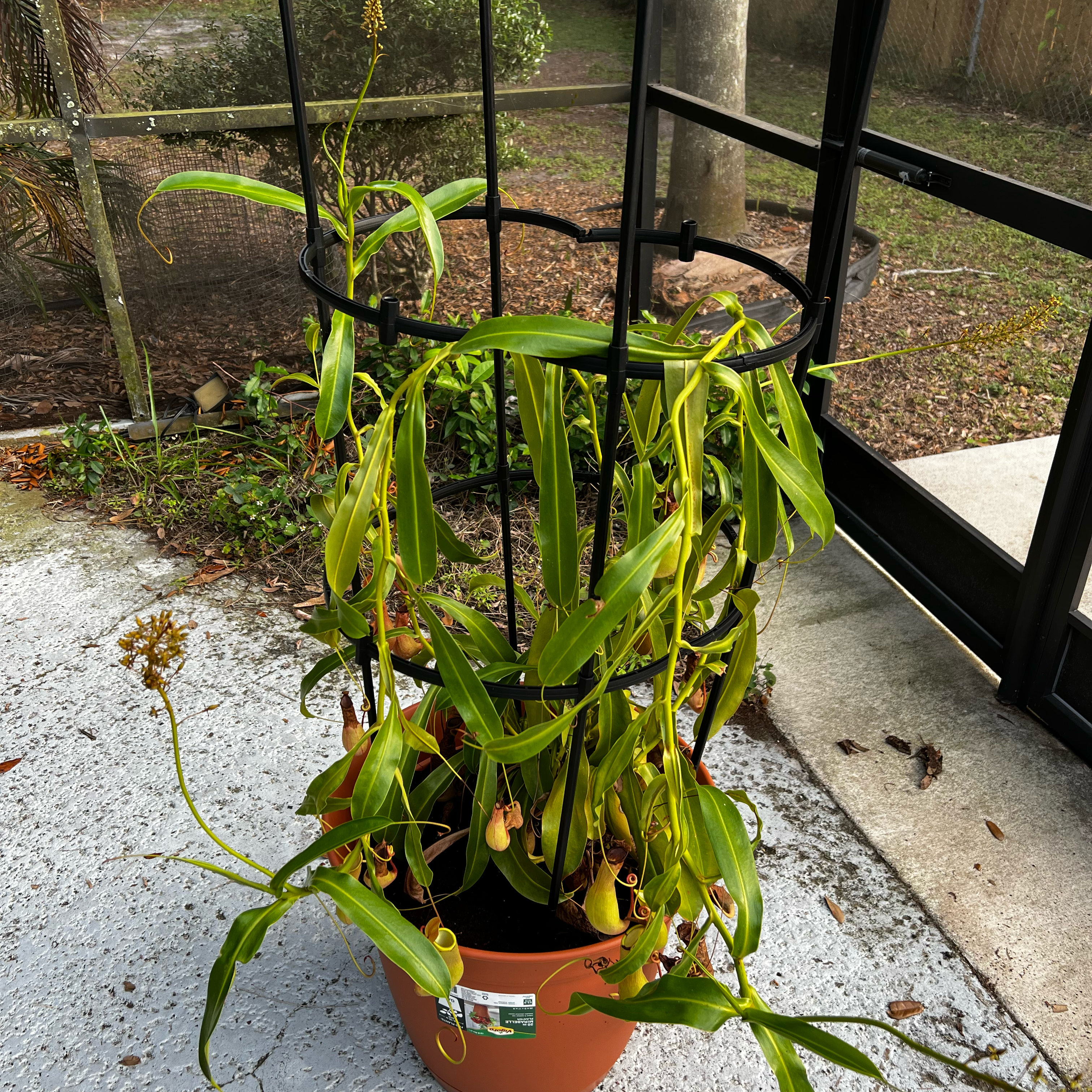 Photo of the plant species Deroose Alata by @Seedstarter named Nepline Pion on Greg, the plant care app