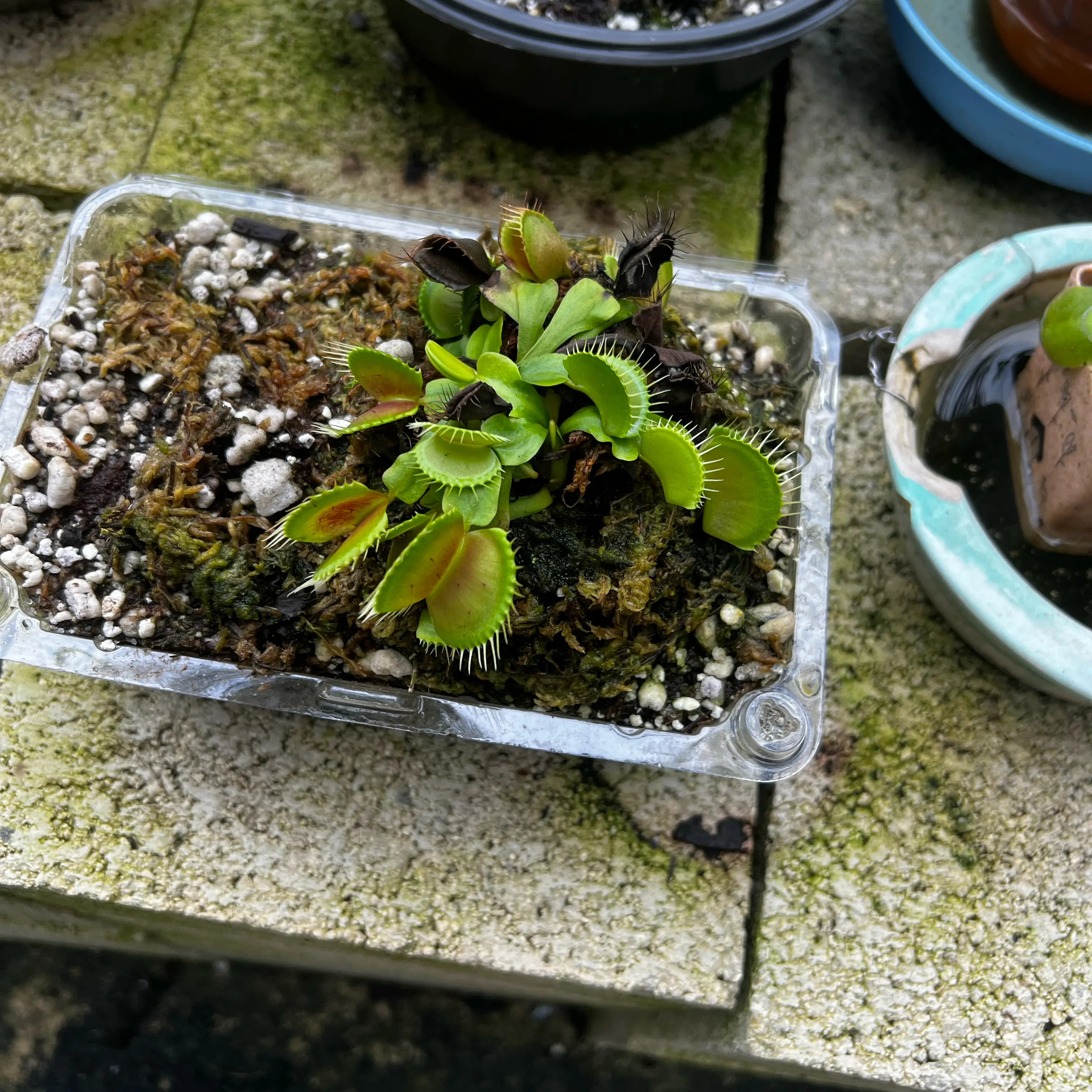Photo of the plant species Dionaea muscipula 'B-52' by @Seedstarter named ChewCrew on Greg, the plant care app