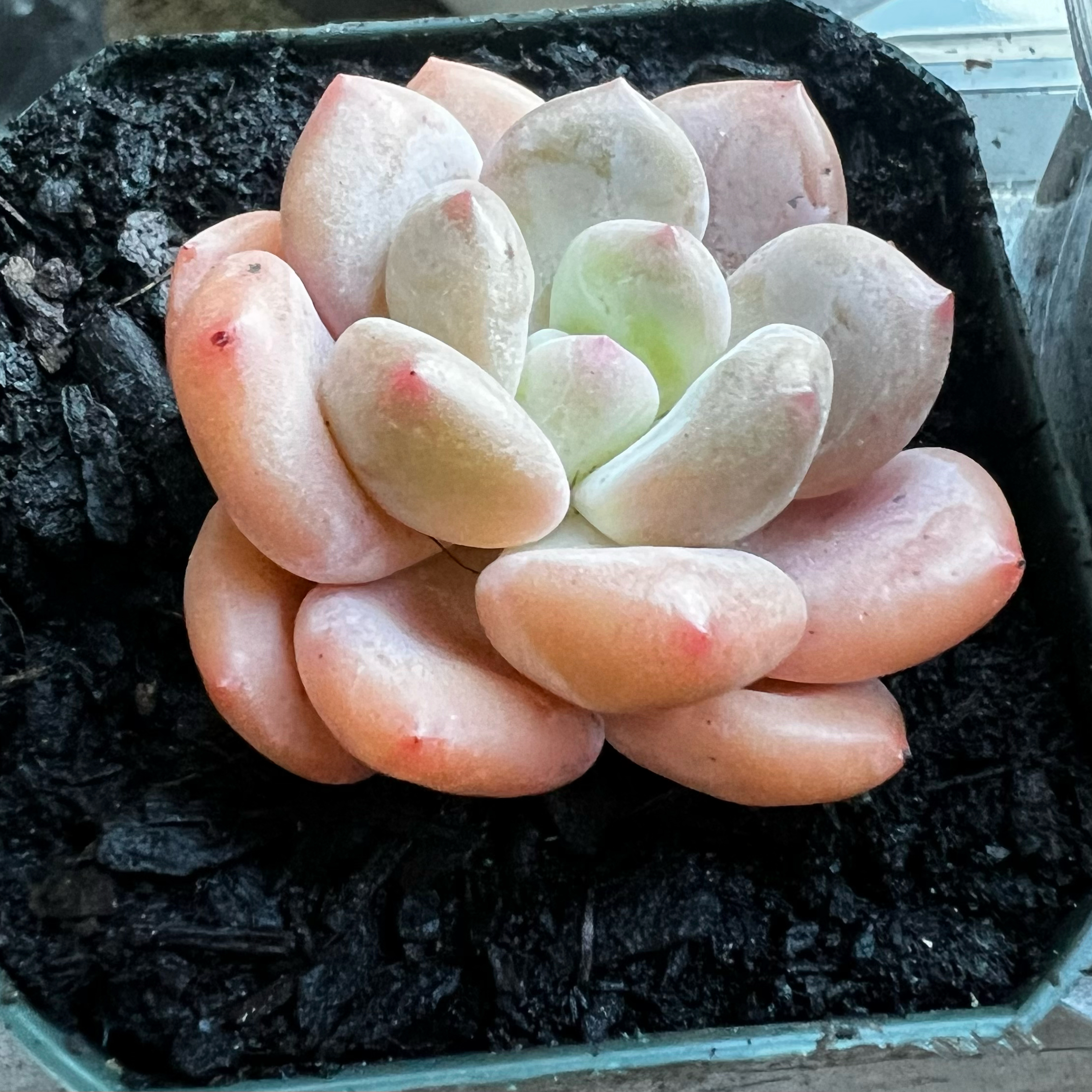 Photo of the plant species Echeveria Juice by @Seedstarter named Nymphy on Greg, the plant care app