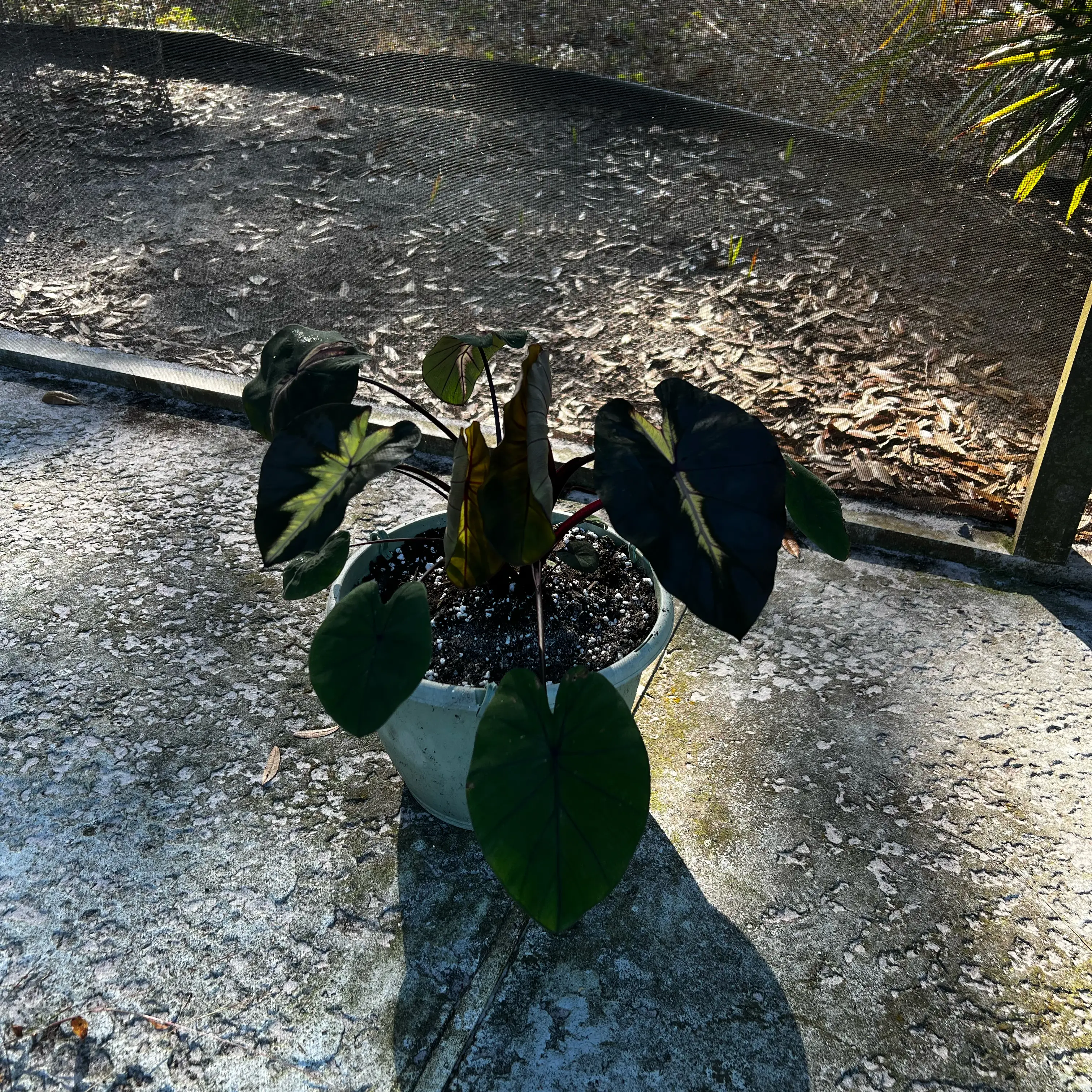 Photo of the plant species Waikiki by @Seedstarter named Tiki & Marikoriko on Greg, the plant care app