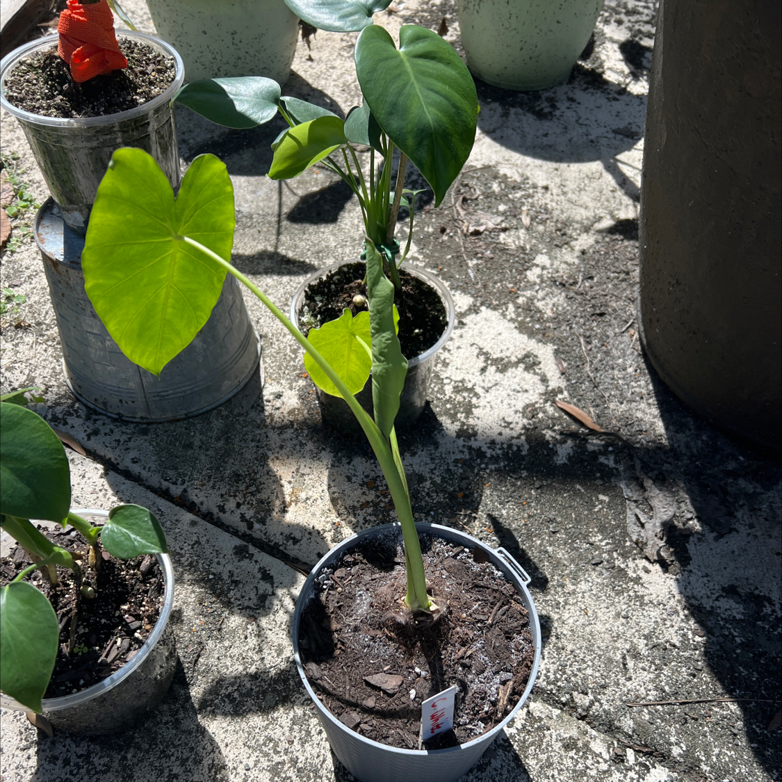Photo of the plant species White Lava by @Seedstarter named Ladybug on Greg, the plant care app