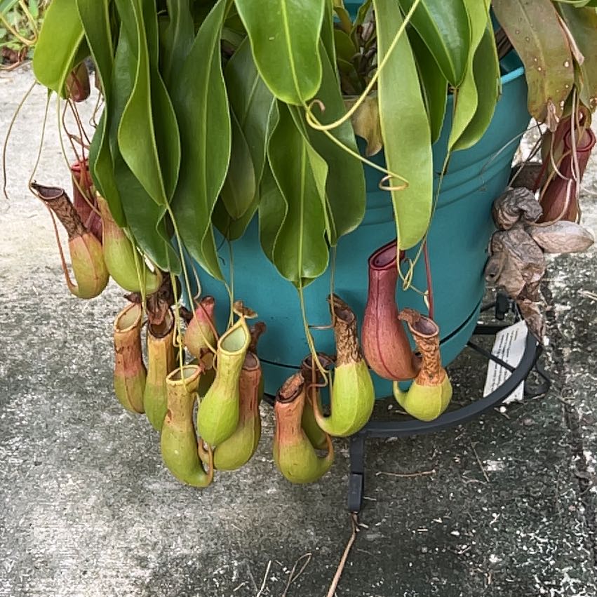 Plant care for Surigao Pitcher Plant on Greg, the plant care app