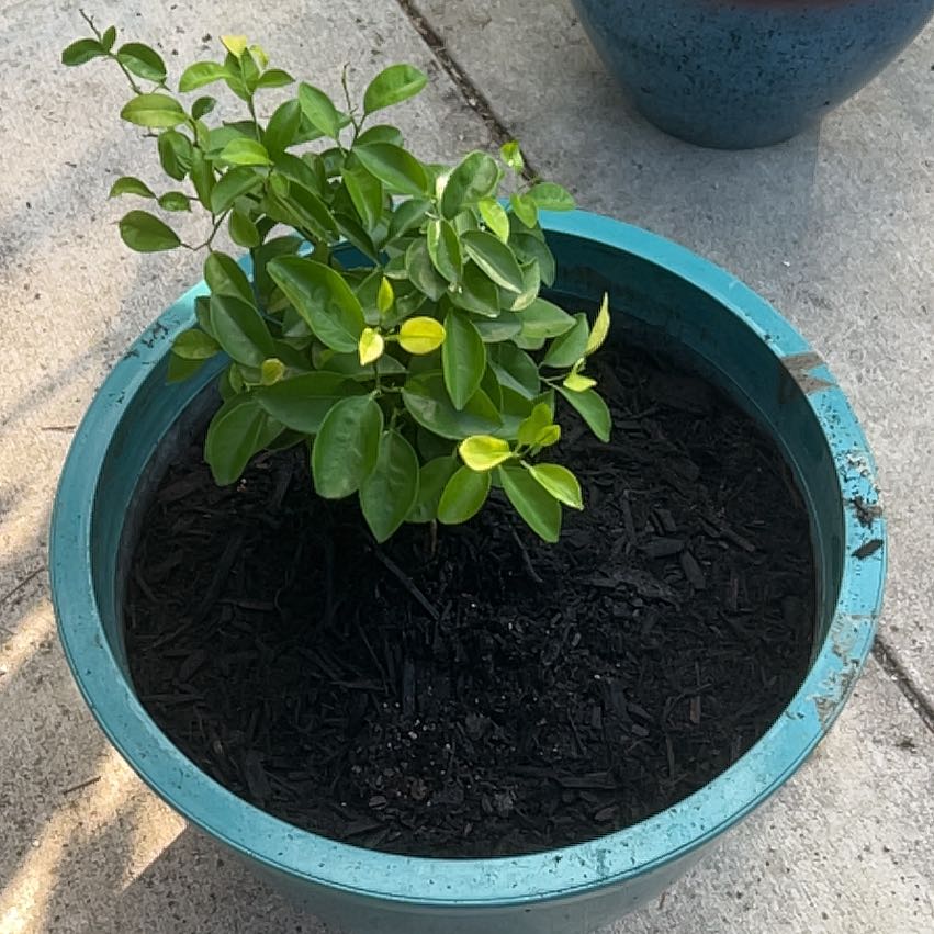 Potted Mandarin orange plant with some yellowing leaves in a blue pot.