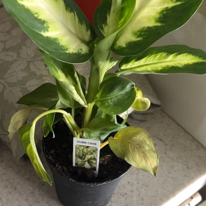 Photo of the plant species Diffenbachia 'Camille' by @Seedstarter named Presence on Greg, the plant care app
