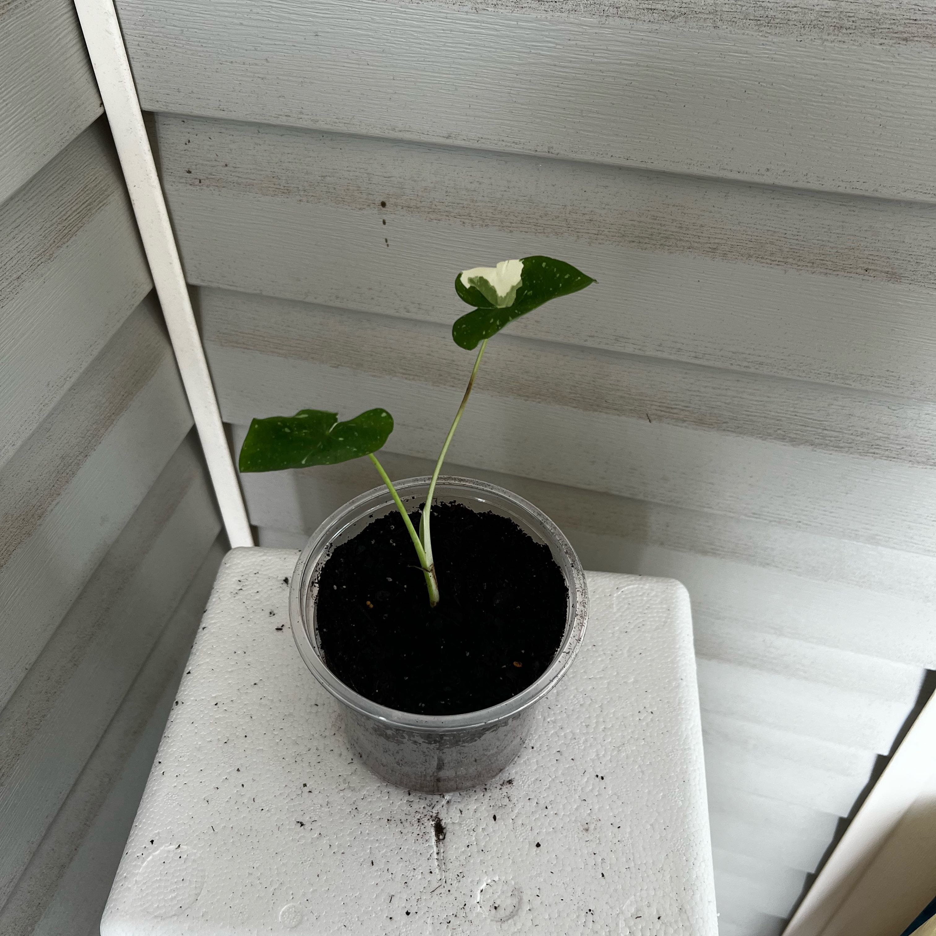 Photo of the plant species Colocasia Milky Way by @Seedstarter named Blotch on Greg, the plant care app