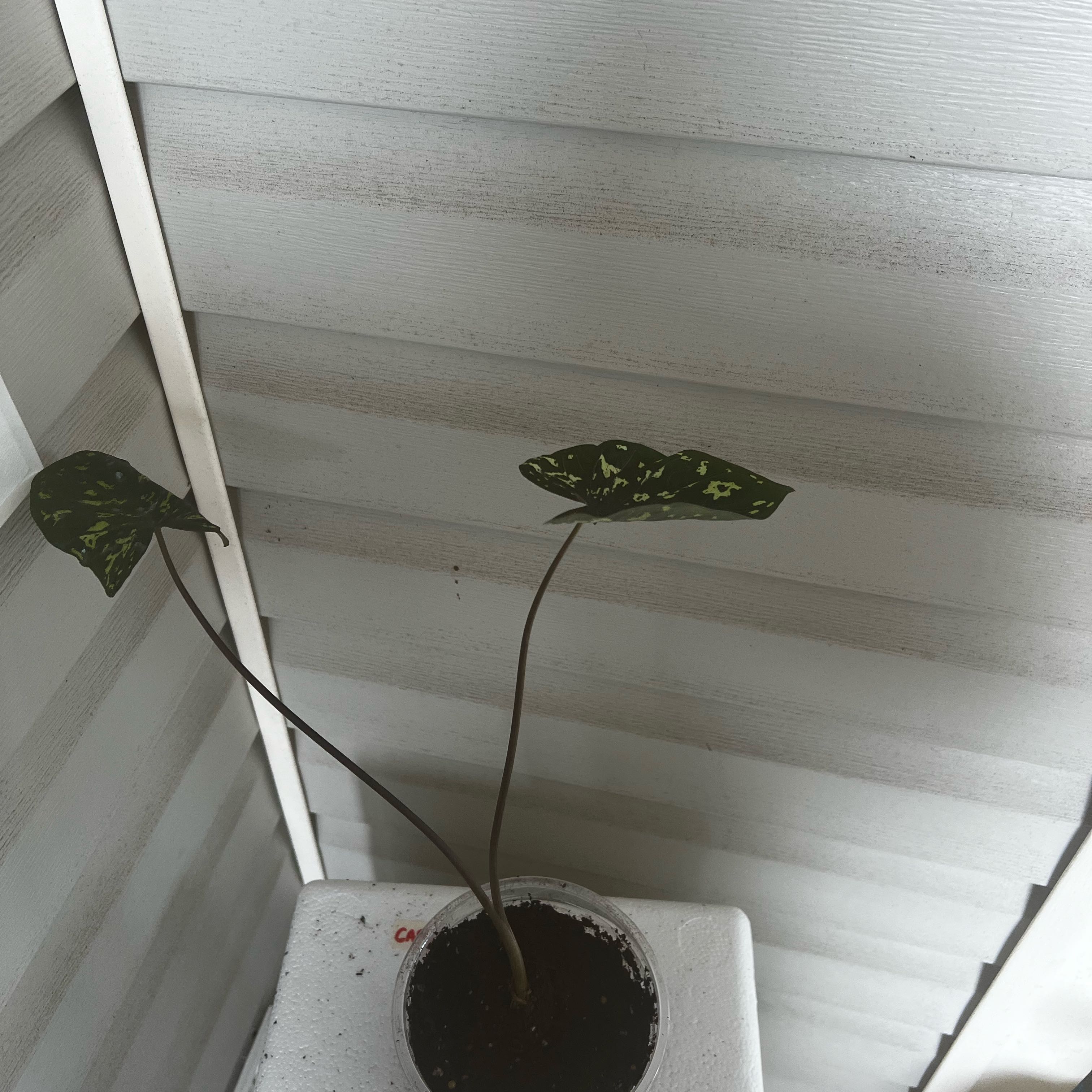 Photo of the plant species Hilo Beauty by @Seedstarter named Leopard on Greg, the plant care app