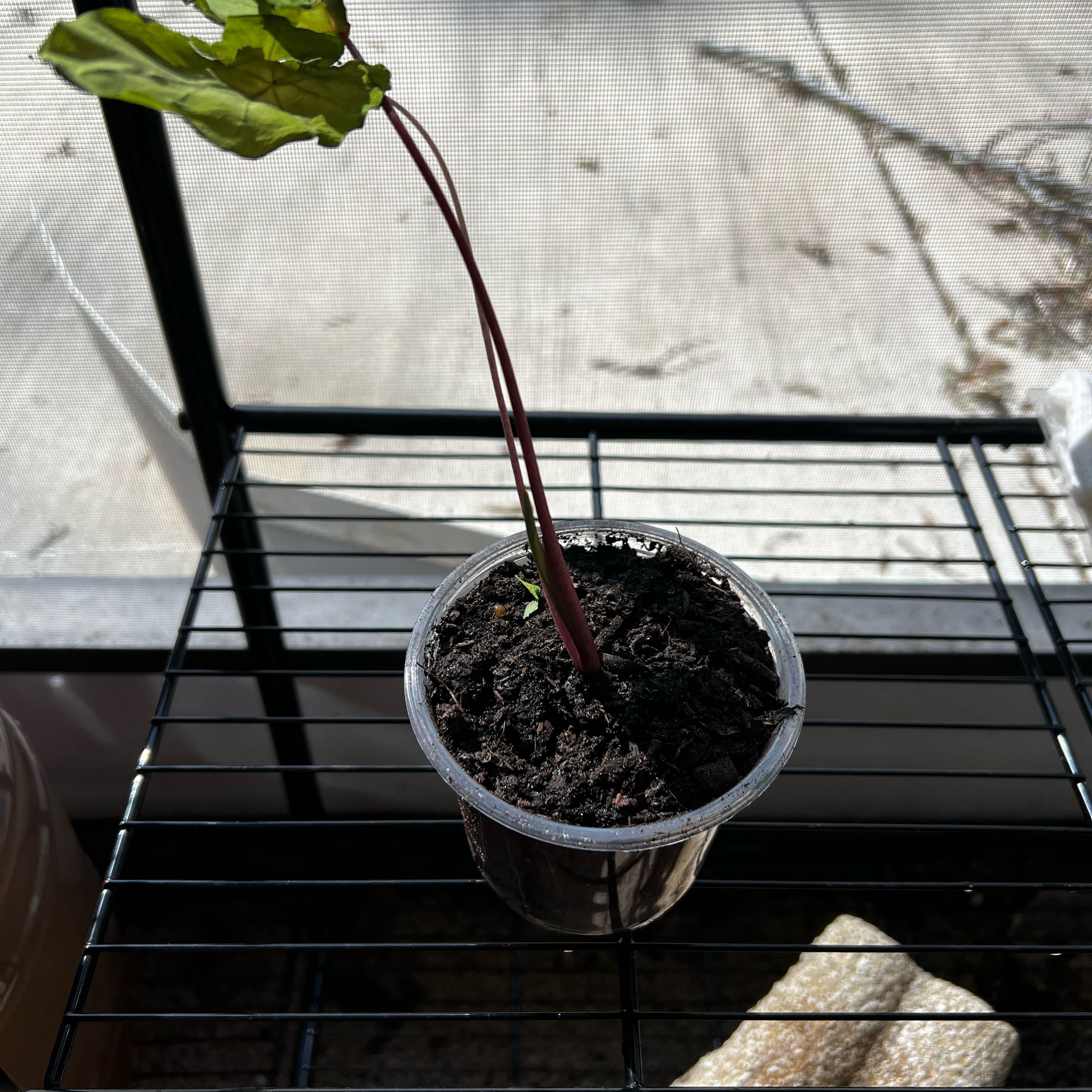 Plant care for cleopatra amaryllis on Greg, the plant care app
