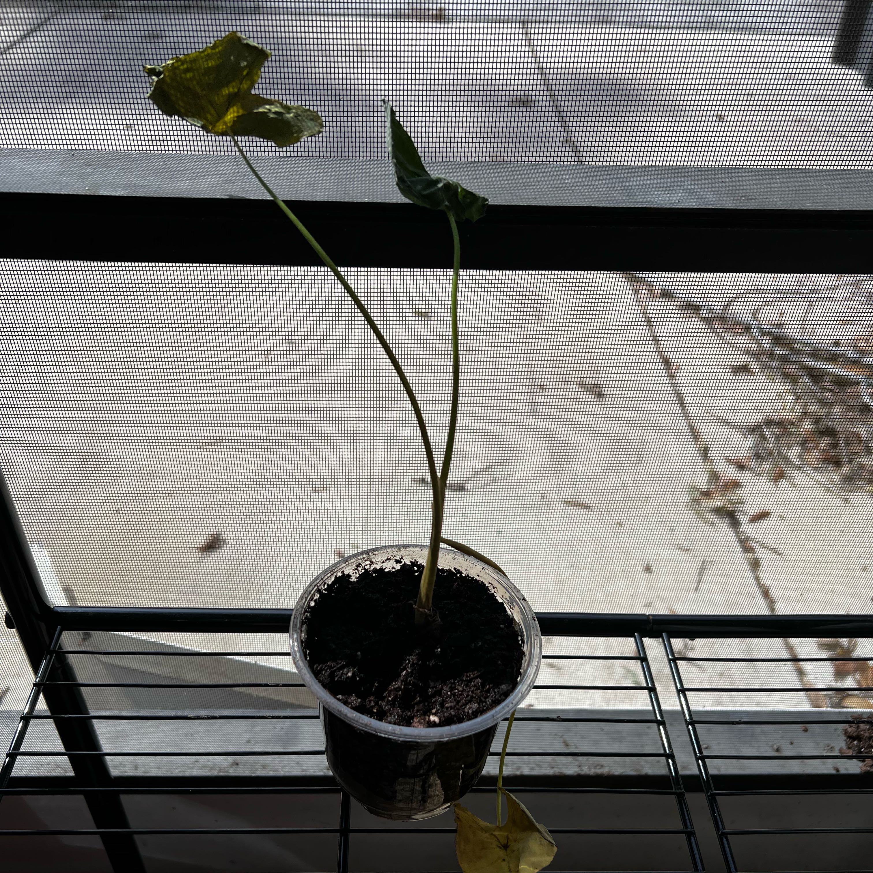 Photo of the plant species Colocasia Coal Miner by @Seedstarter named Dusk on Greg, the plant care app