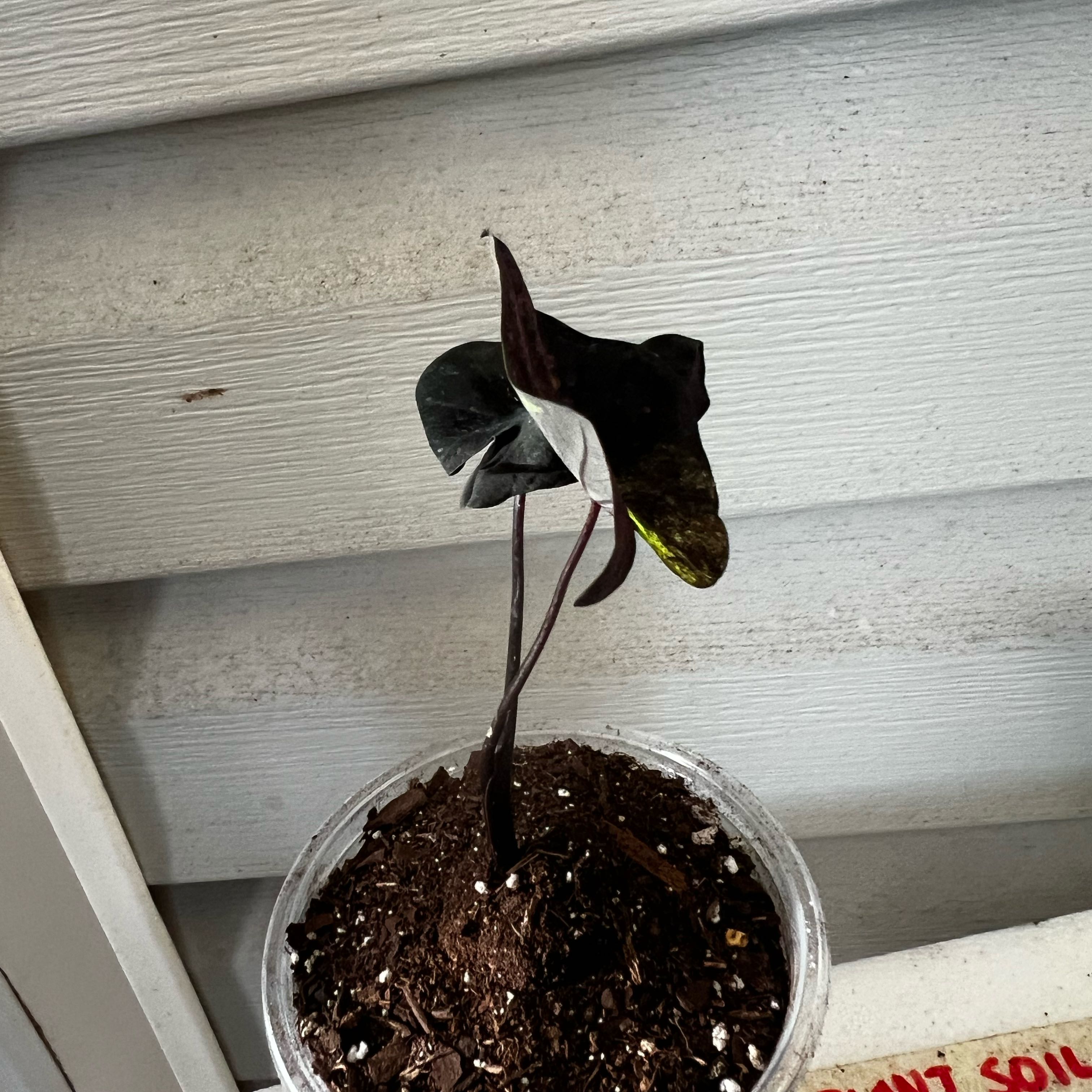 Photo of the plant species Colocasia Midnight by @Seedstarter named Kuromi on Greg, the plant care app