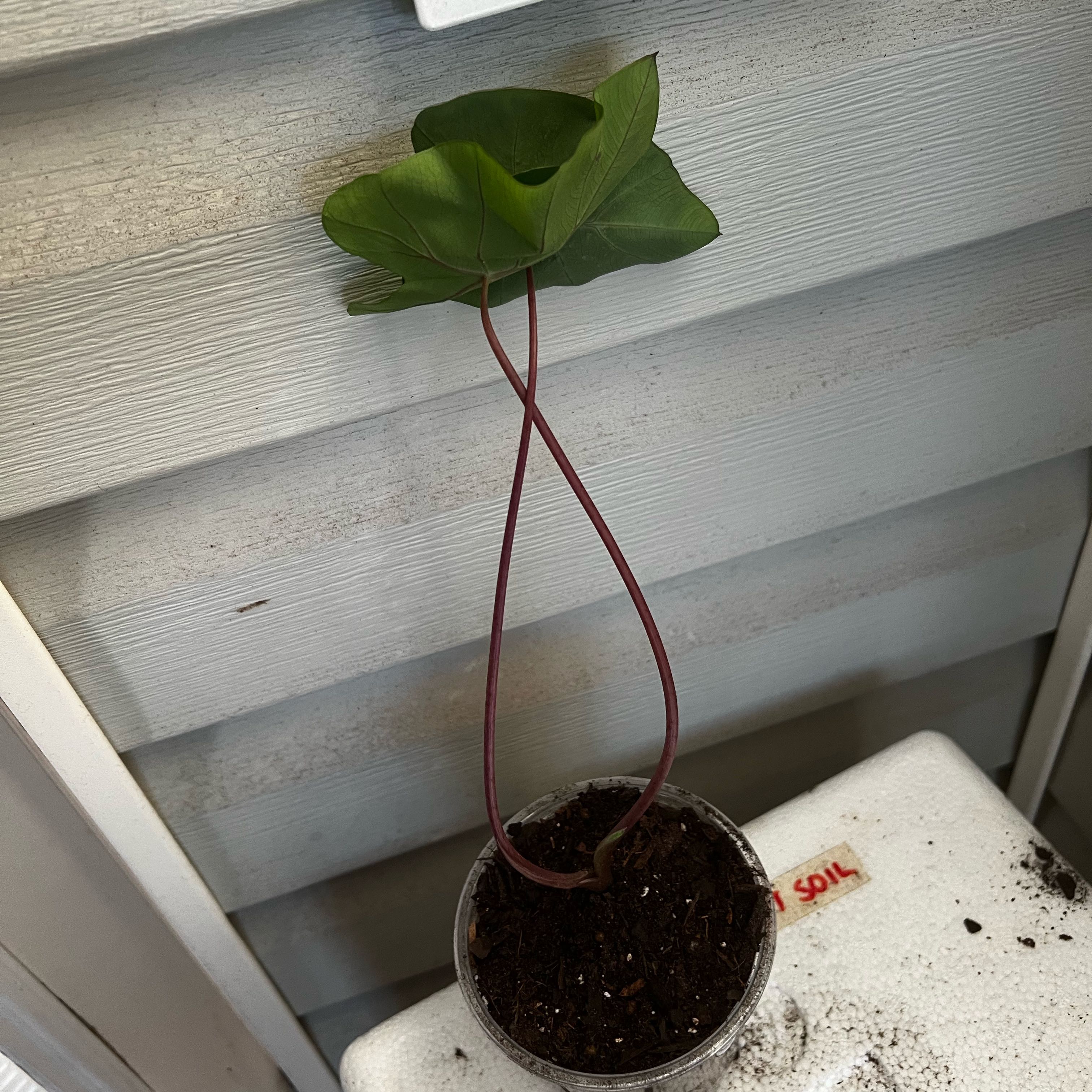 Photo of the plant species Red Vein Colocasia Pharaoh's Mask by @Seedstarter named Zephyra on Greg, the plant care app