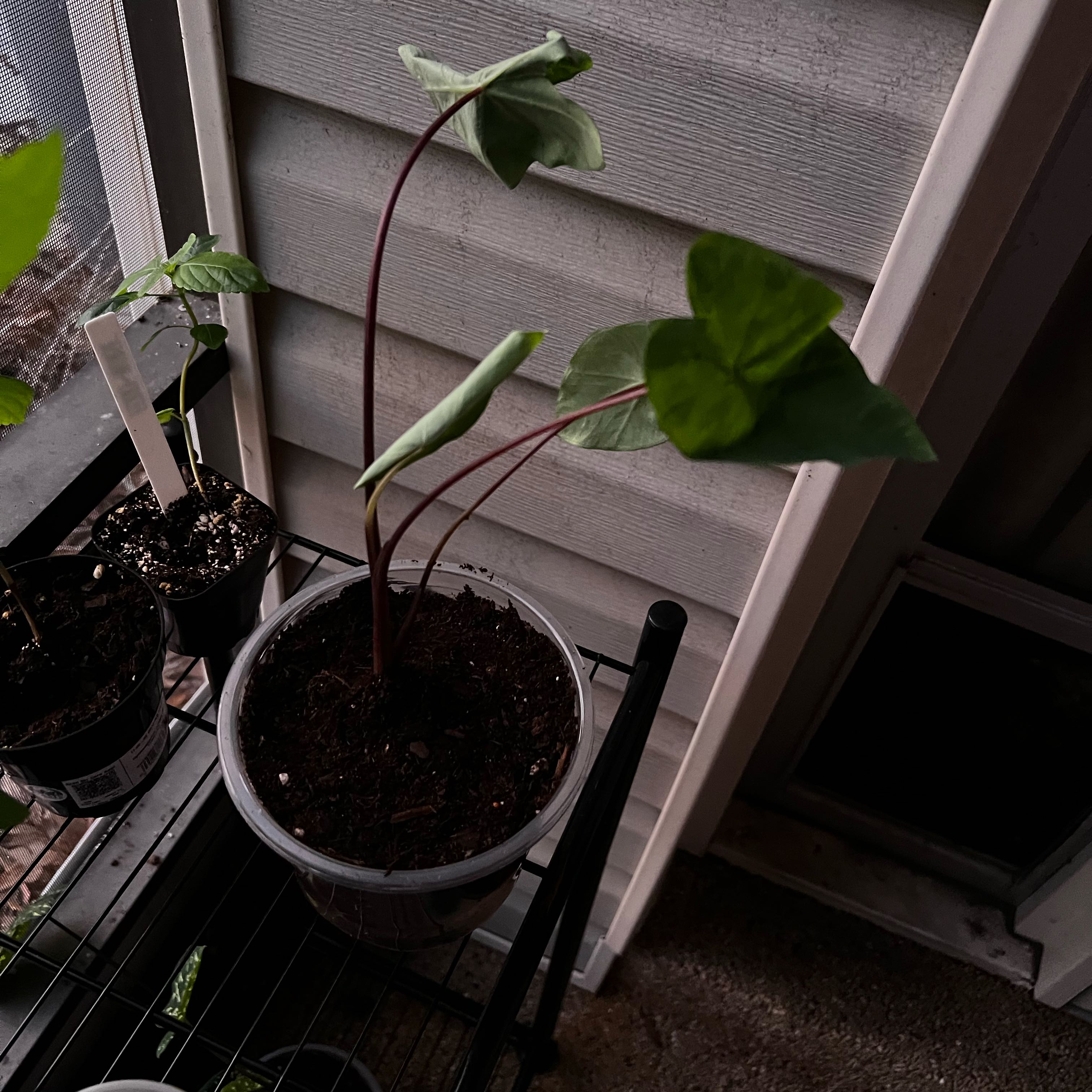 Photo of the plant species tropical storm by @Seedstarter named Zeus on Greg, the plant care app