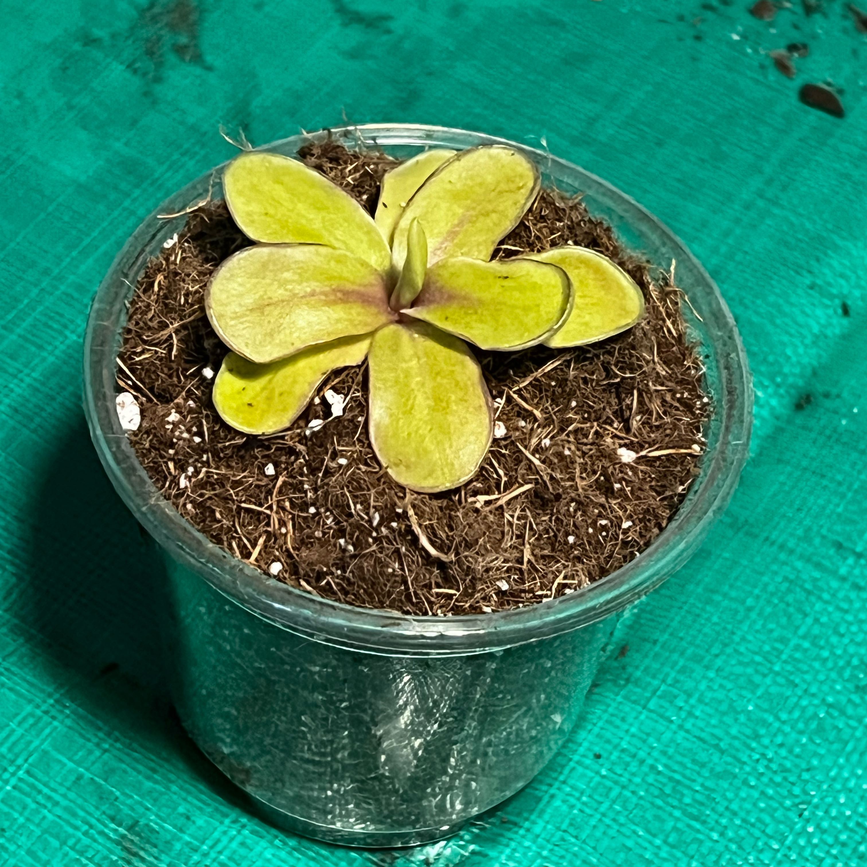 Photo of the plant species Razzberry Blonde Butterwort by @Seedstarter named Raspberry 🍋 on Greg, the plant care app