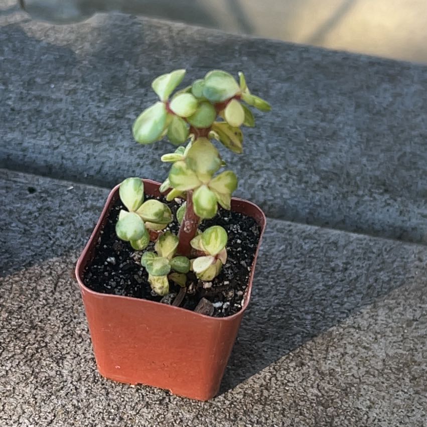 Photo of the plant species Elephant Bush by @Seedstarter named Mollie on Greg, the plant care app