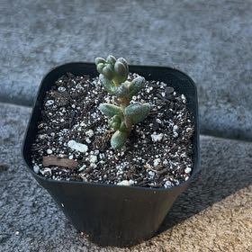 Photo of the plant species Bonsai Sedum by @Seedstarter named Zen on Greg, the plant care app