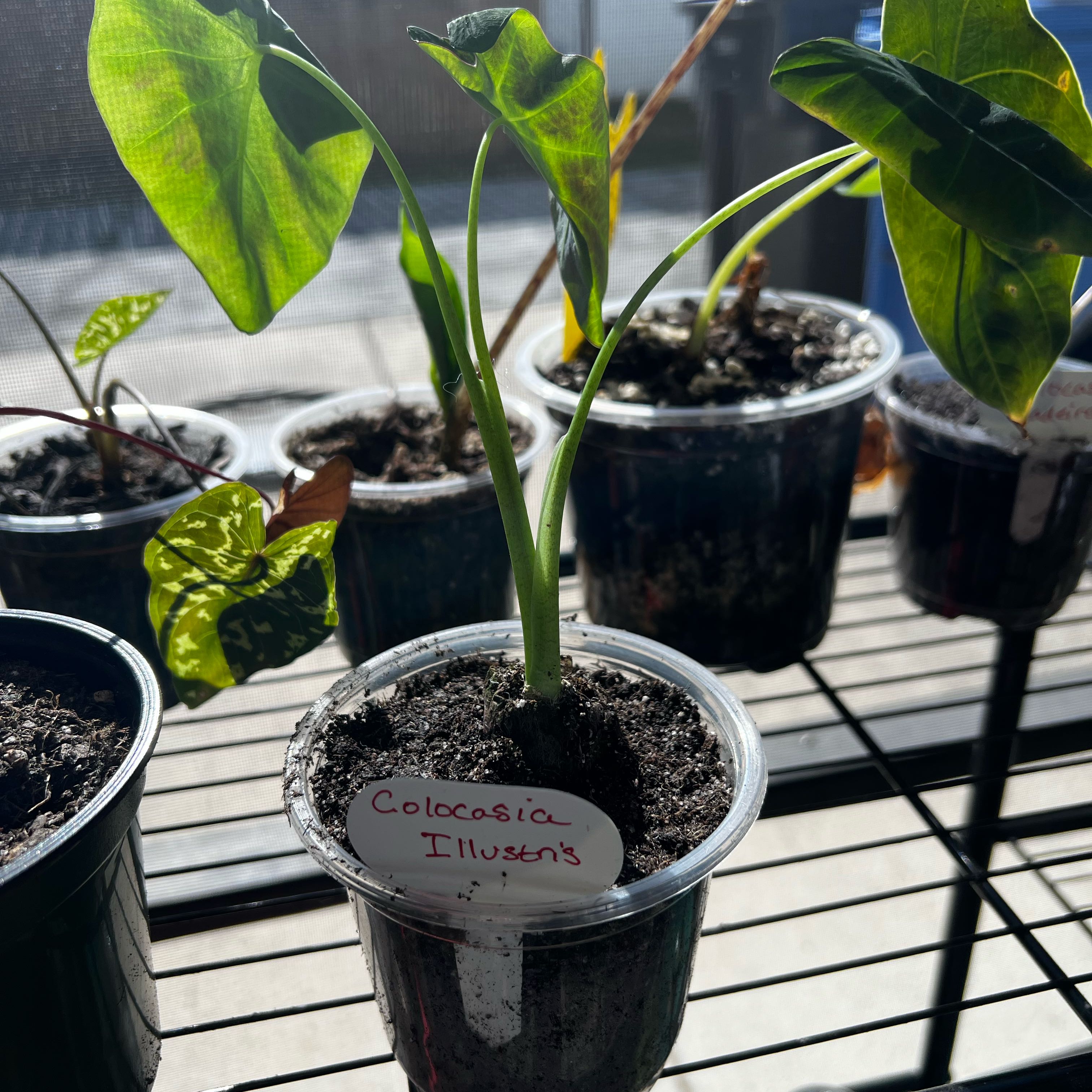 Photo of the plant species Colocasia Illustris by @Seedstarter named Dawn on Greg, the plant care app