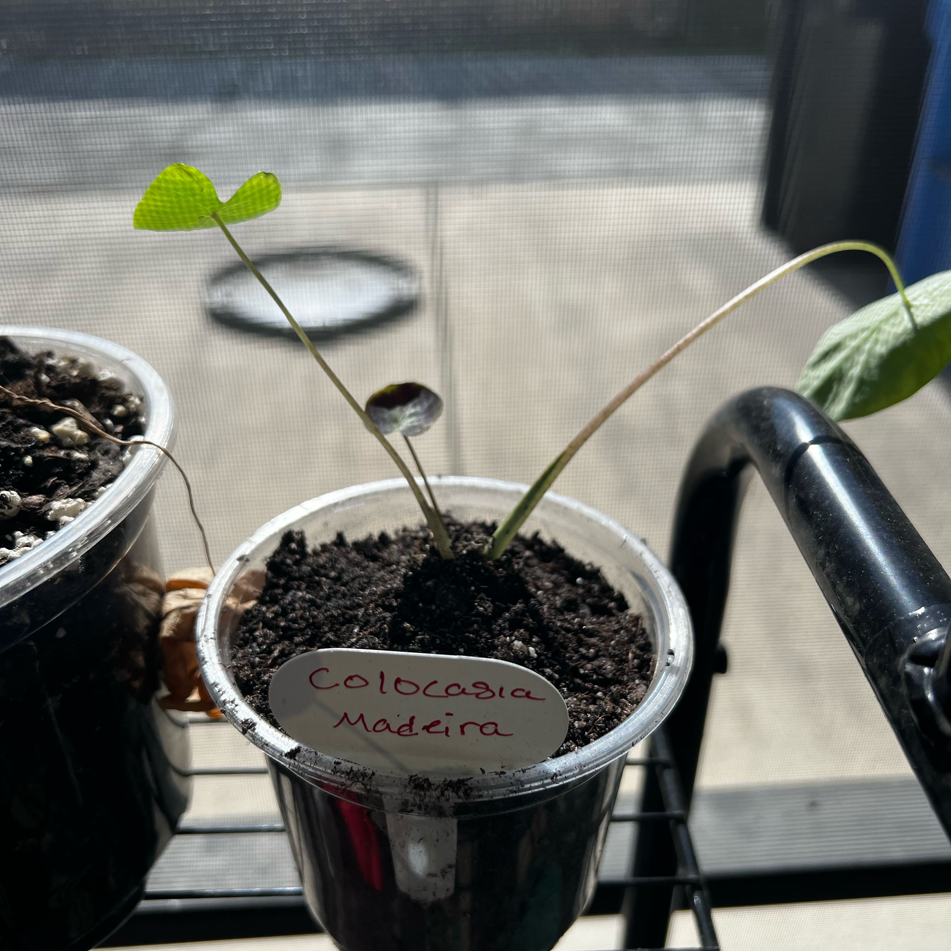 Photo of the plant species Colocasia 'Madeira' by @Seedstarter named Streak on Greg, the plant care app