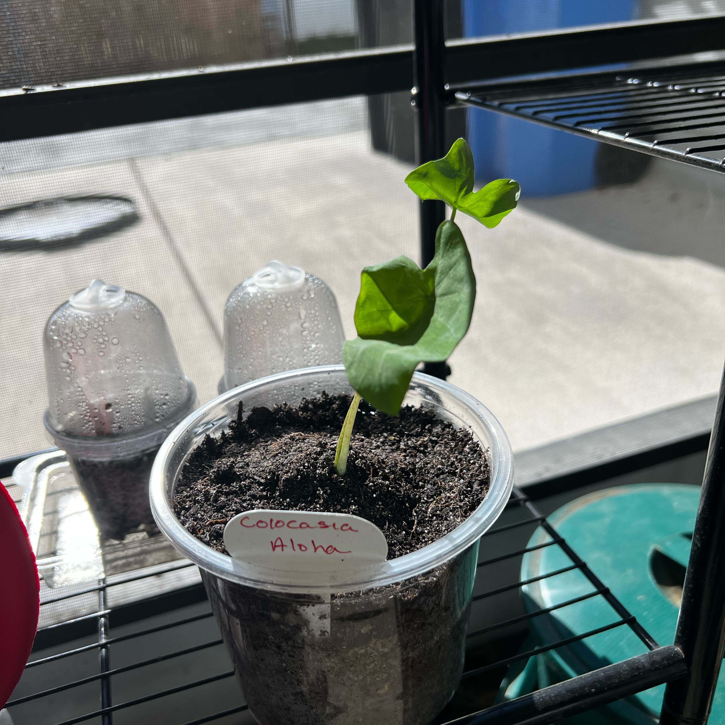 Photo of the plant species Colocasia 'Aloha' by @Seedstarter named Nani on Greg, the plant care app