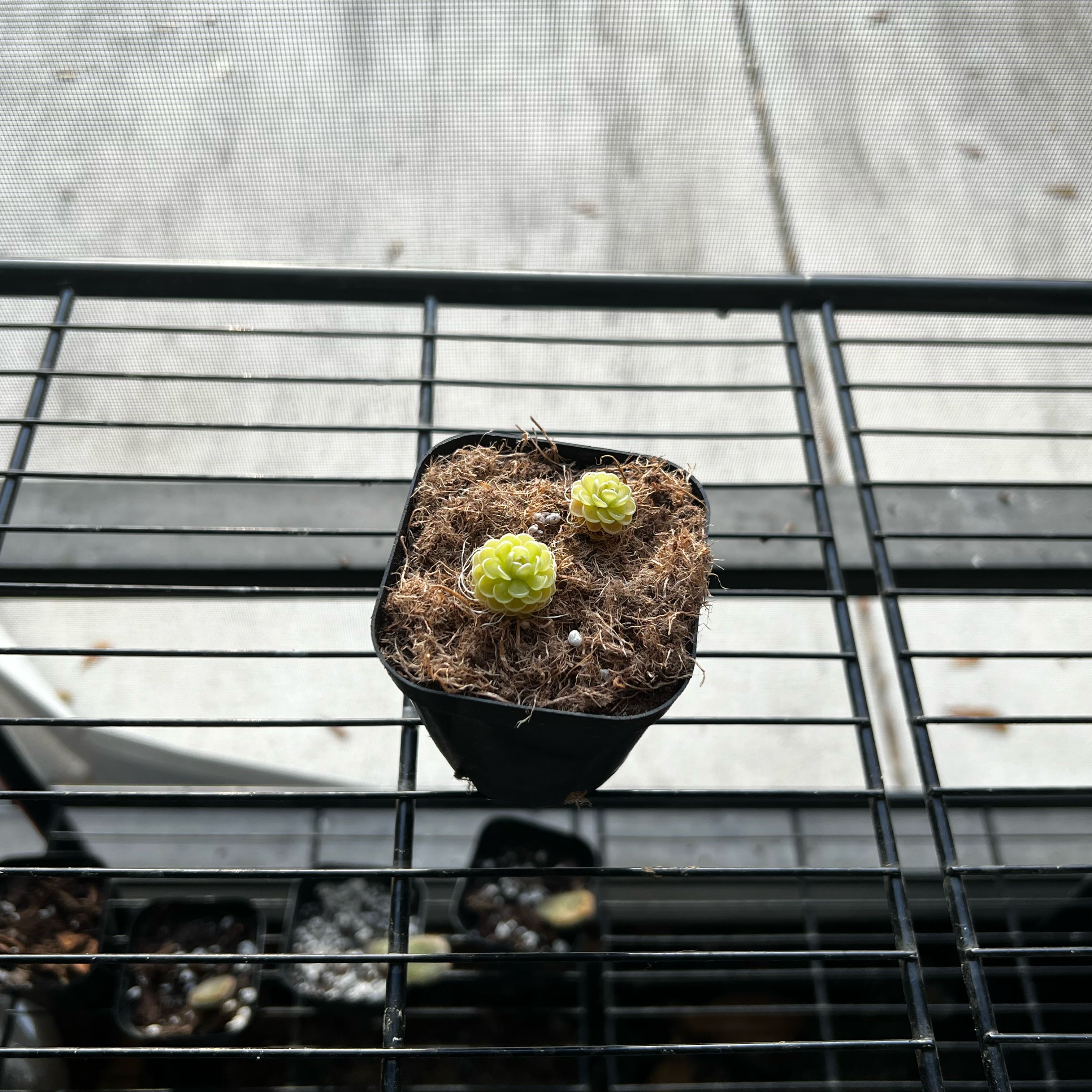 Photo of the plant species Jaumave Butterwort by @Seedstarter named Waddle DDs on Greg, the plant care app