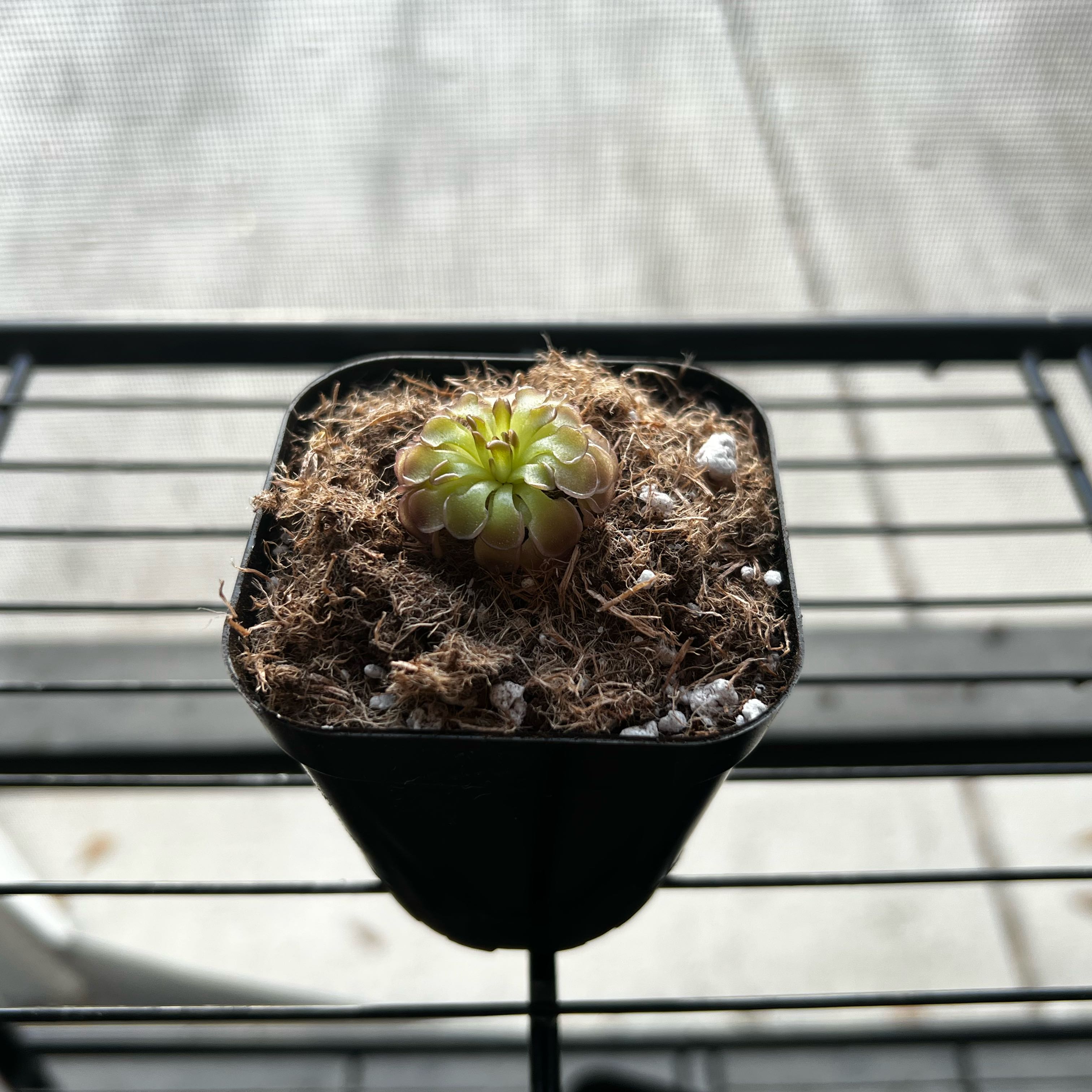 Photo of the plant species Nuevo Leon Fat Leaf Butterwort by @Seedstarter named Jellyfish on Greg, the plant care app