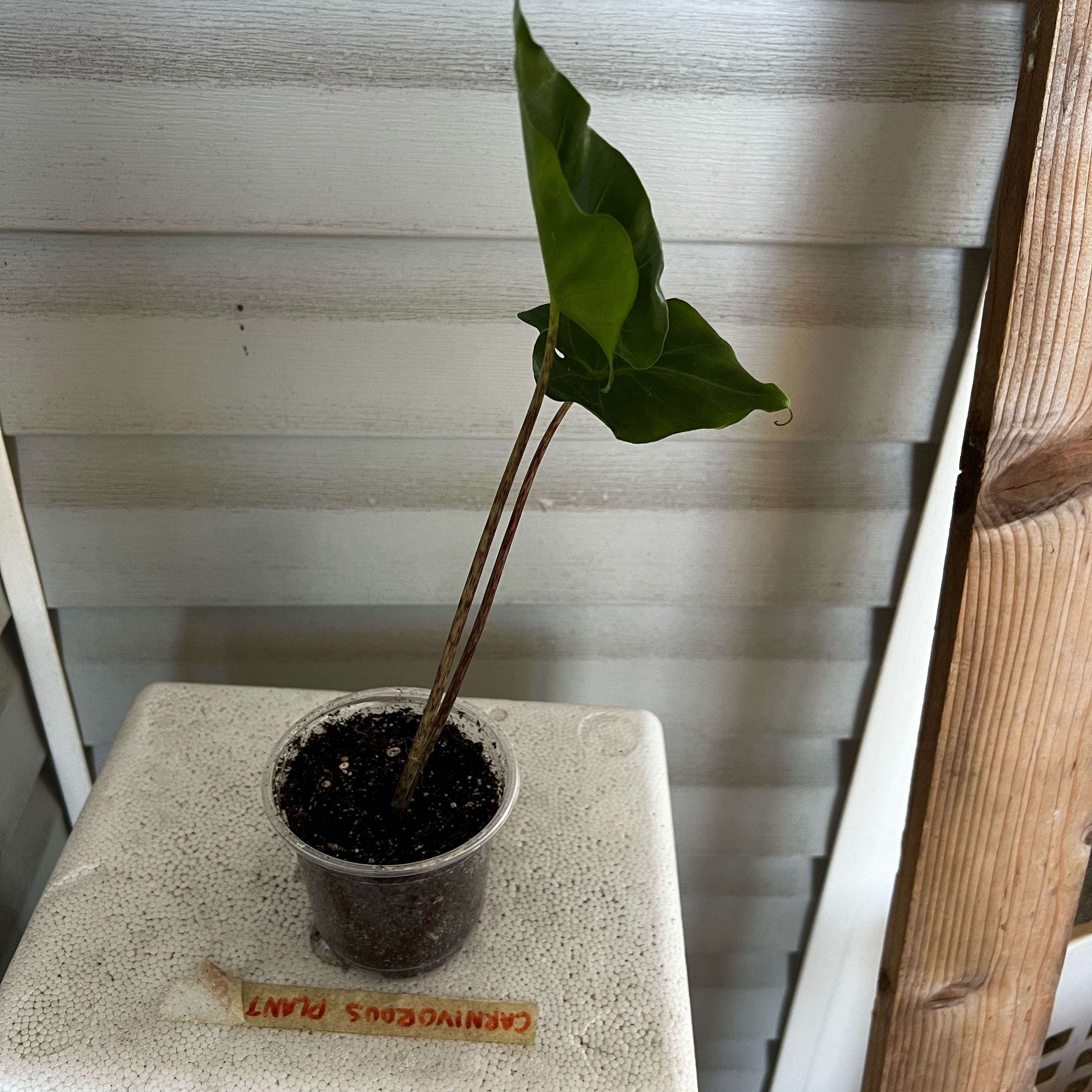 Photo of the plant species Alocasia New Guinea Gold by @Seedstarter named Lightning Bug on Greg, the plant care app