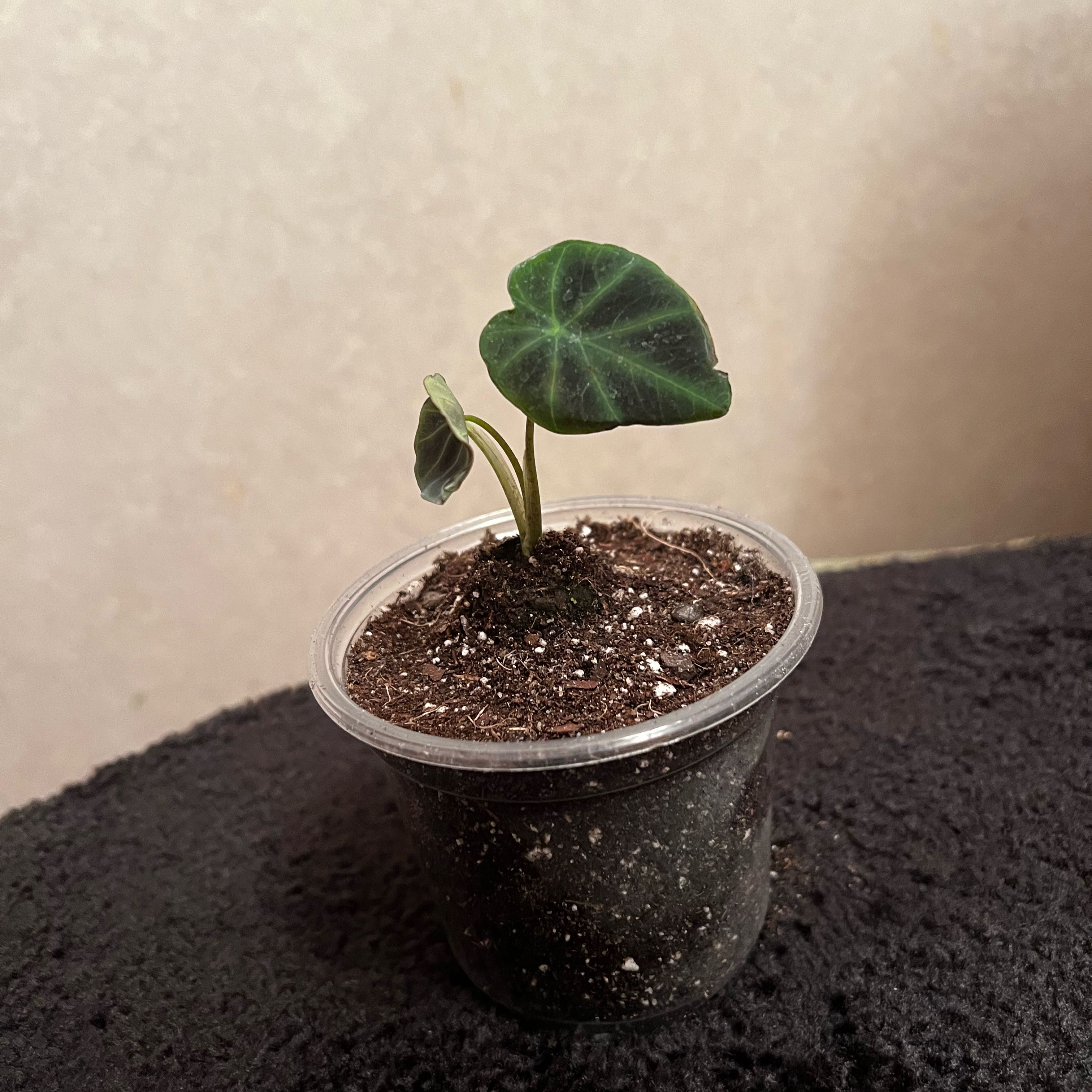 Photo of the plant species Colocasia 'Dark Shadows' by @Seedstarter named 4 O'clock on Greg, the plant care app