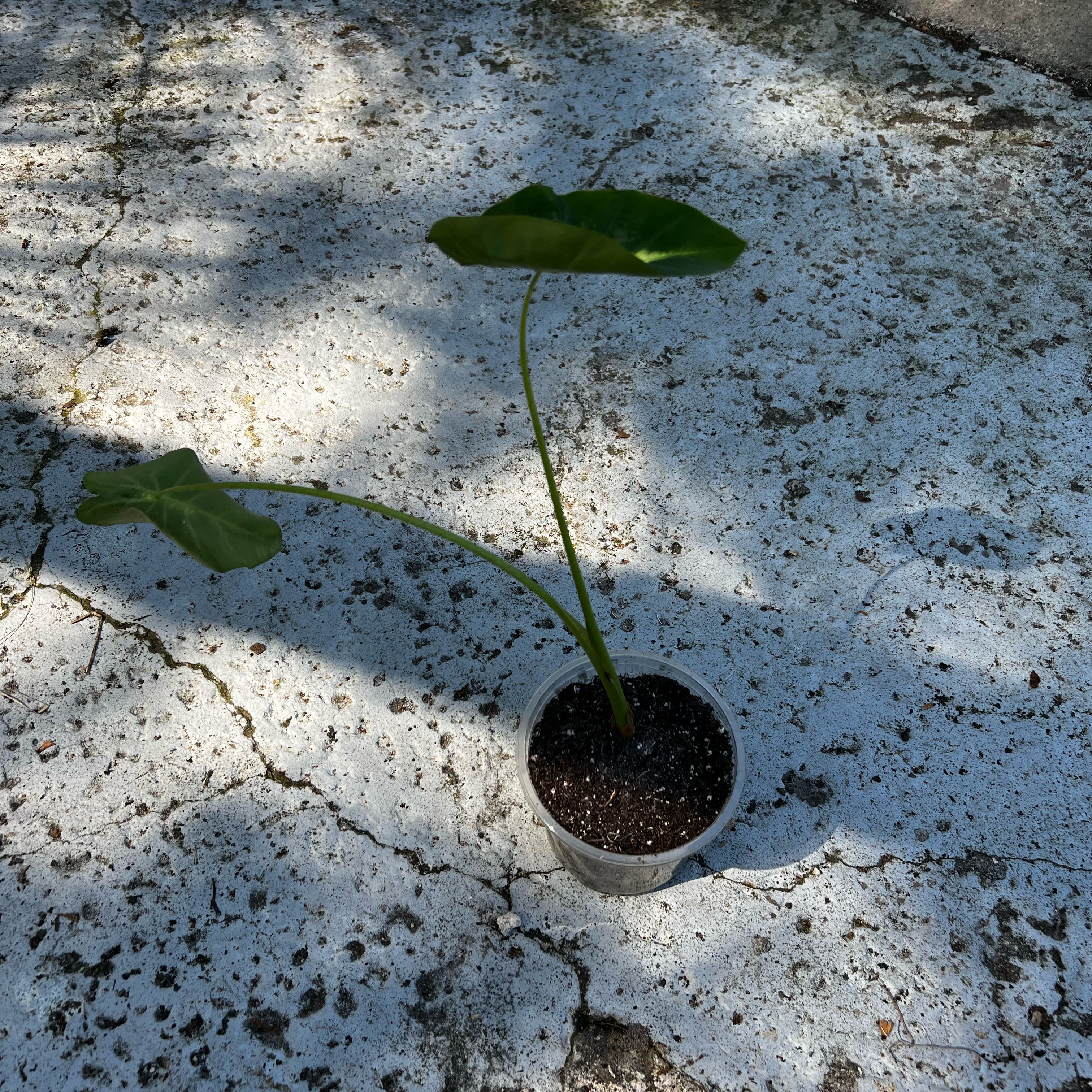 Photo of the plant species Colocasia 'Maui Sunrise' by @Seedstarter named Colada on Greg, the plant care app