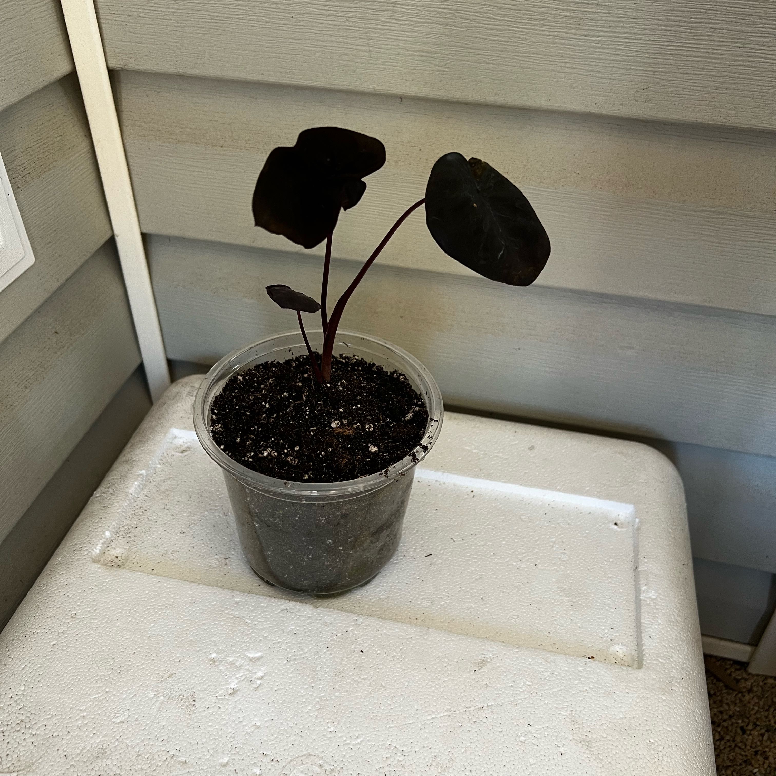 Photo of the plant species Colocasia 'Black Ripple' by @Seedstarter named Obsidian on Greg, the plant care app