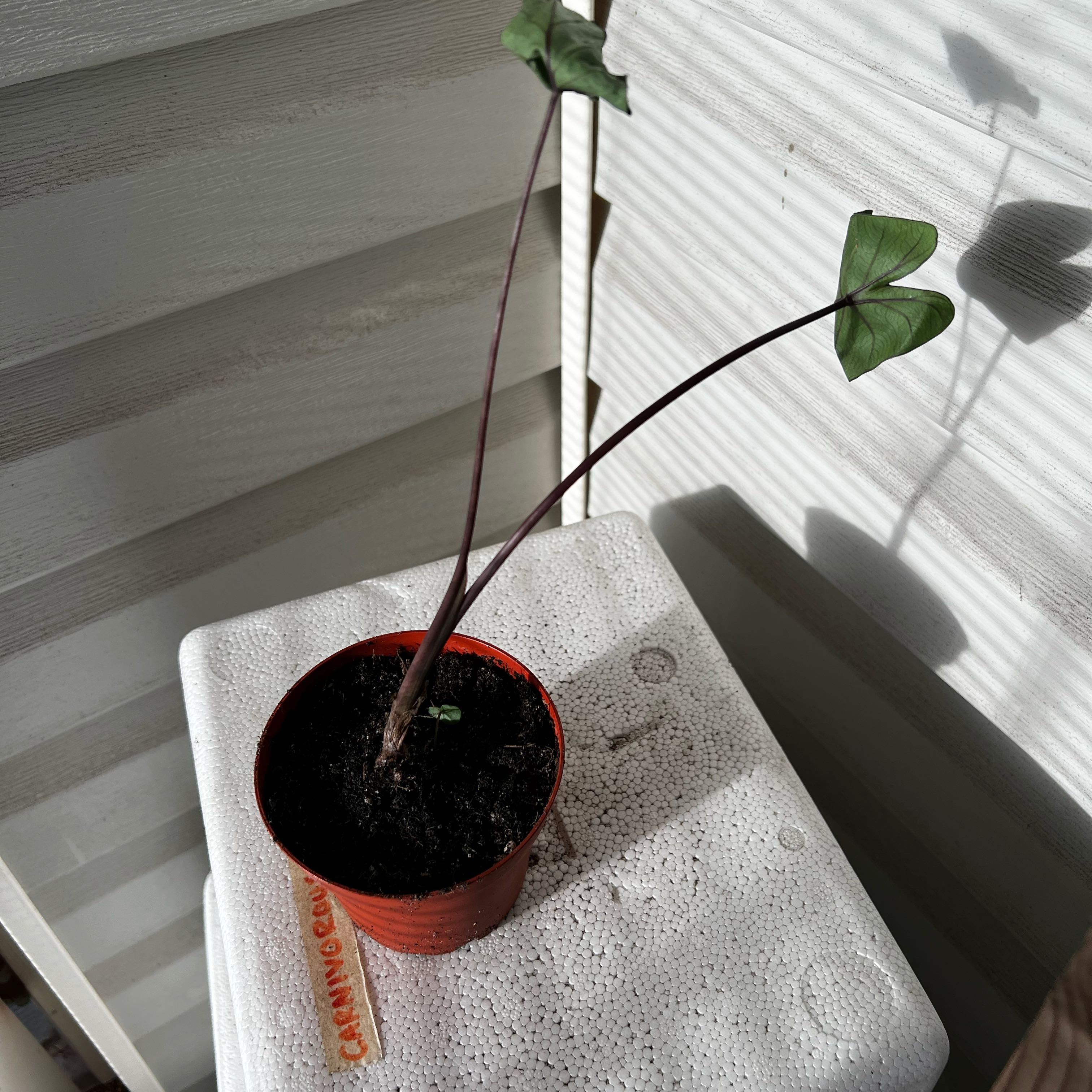 Photo of the plant species Coffee Cups by @Seedstarter named Expresso on Greg, the plant care app