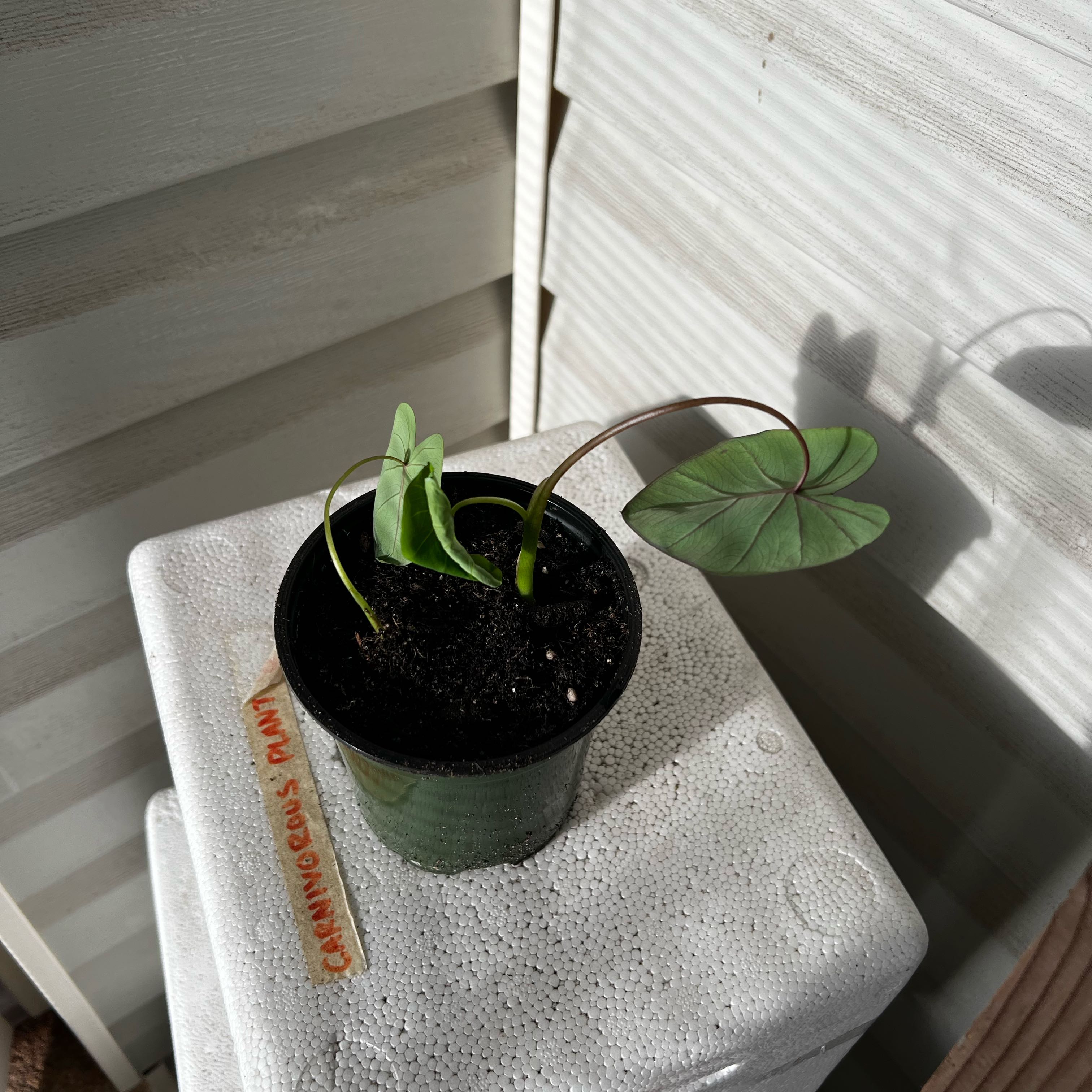 Photo of the plant species Colocasia Purana by @Seedstarter named Hitomi on Greg, the plant care app