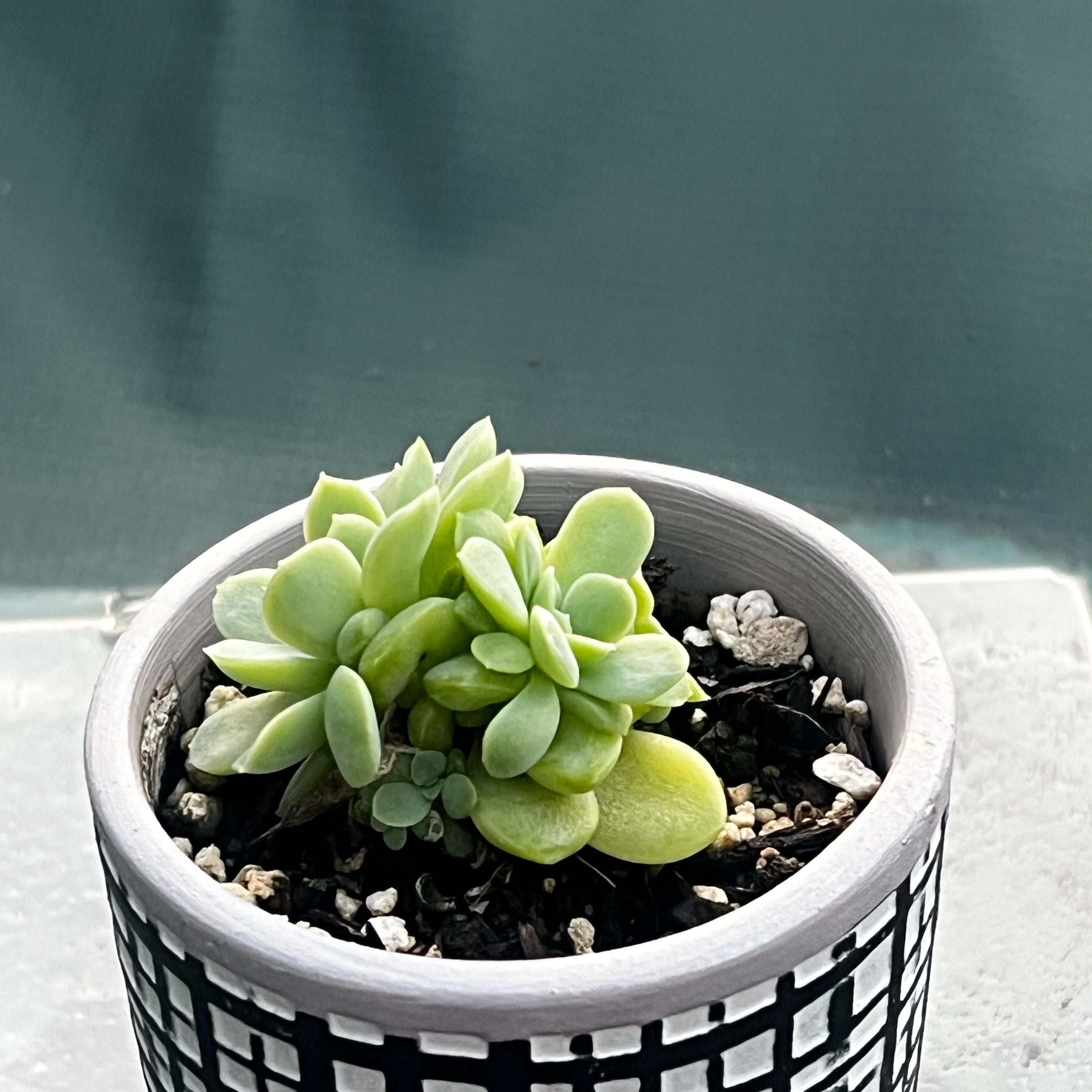 Photo of the plant species Echeveria 'Albamini' x 'Monroe' by @Seedstarter named Mini Roe on Greg, the plant care app
