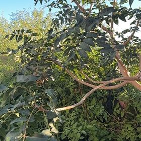 Photo of the plant species Chinese Pistache by @QuotableRedhill named Denali on Greg, the plant care app