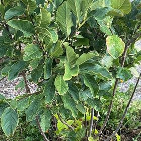 Photo of the plant species Jane Magnolia by @QuotableRedhill named Jane on Greg, the plant care app