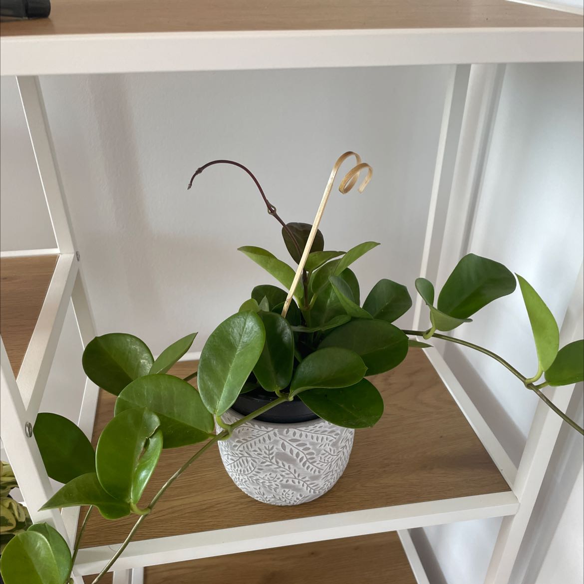 Photo of the plant species samoan waxplant by @A_montreuil06 named Marilyn on Greg, the plant care app