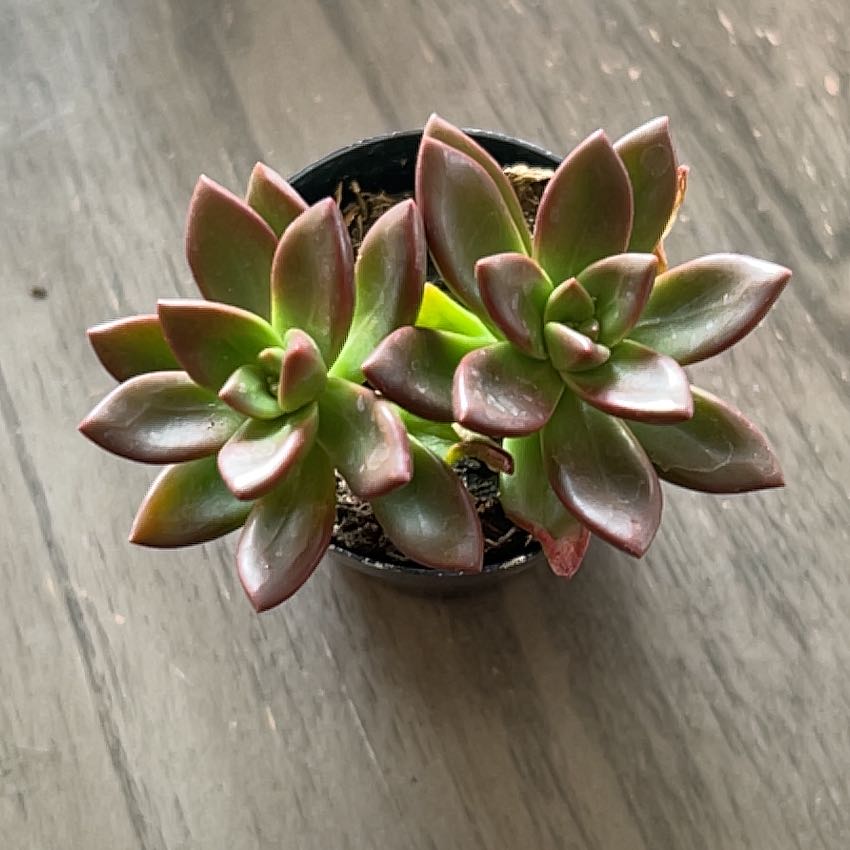 Sedeveria 'Sorrento™' succulent plant in a small pot, healthy with vibrant leaves.