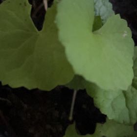 Photo of the plant species Centella by @EnormousRedvein named Ulysses S Plant on Greg, the plant care app