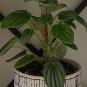 Photo of the plant species Peperomia 'Fuzzy Mystery' by @ZestfulCamellia named Stella on Greg, the plant care app
