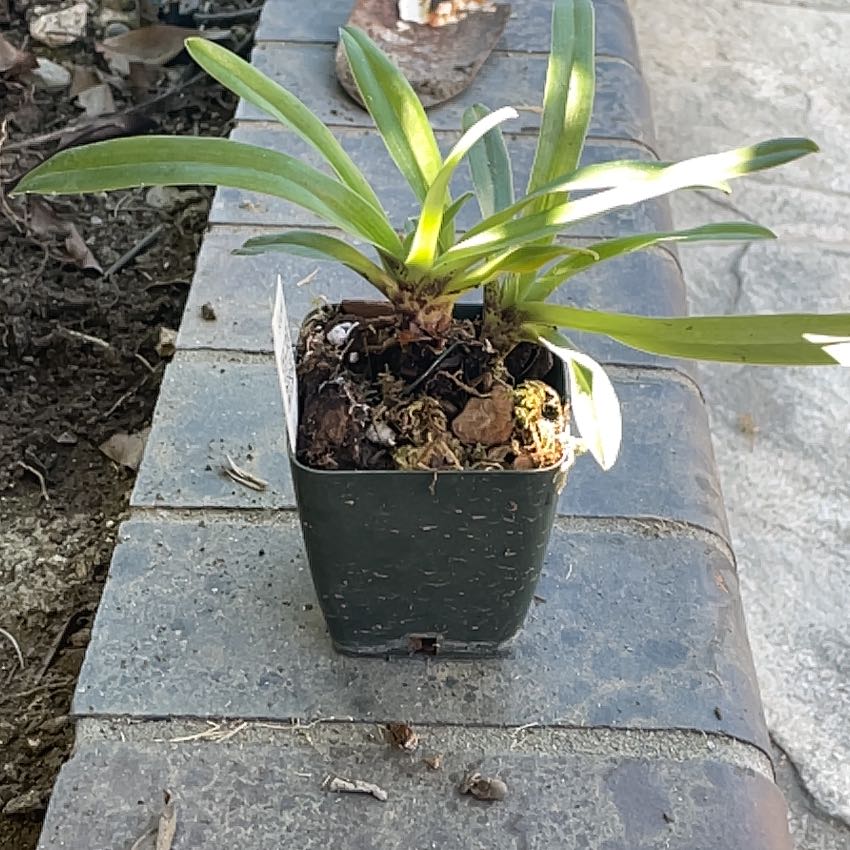Photo of the plant species Slipper Orchid by @ZarfWaxivy named Paph. Vejvarutianum on Greg, the plant care app