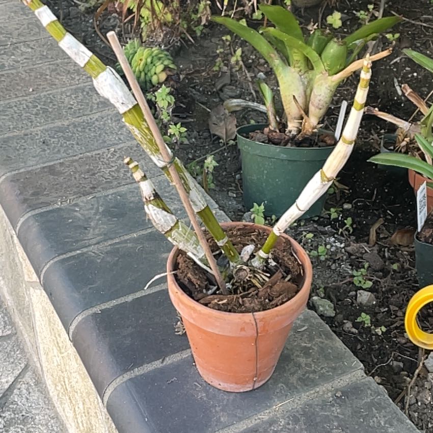 Photo of the plant species dendrobium by @ZarfWaxivy named Figyonce on Greg, the plant care app