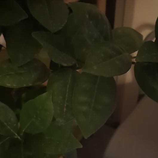 Photo of the plant species Dwarf Blood Orange Moro by @FreshLeadplant named Lola on Greg, the plant care app