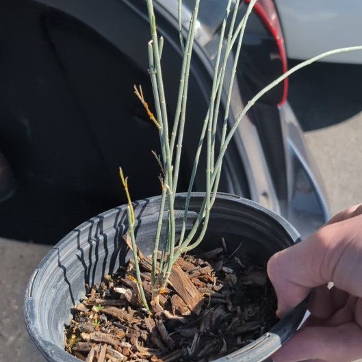 Photo of the plant species Rush Milkweed by @FreshLeadplant named Stella on Greg, the plant care app