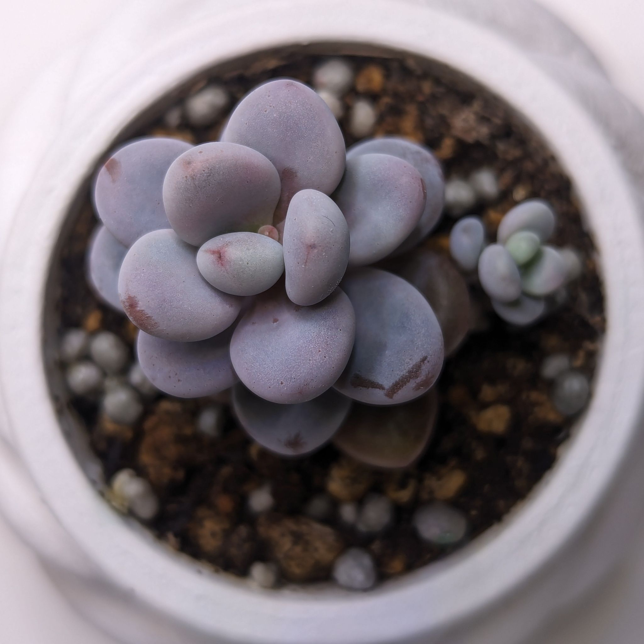 Lavender Pebbles succulent in a white pot with visible soil.
