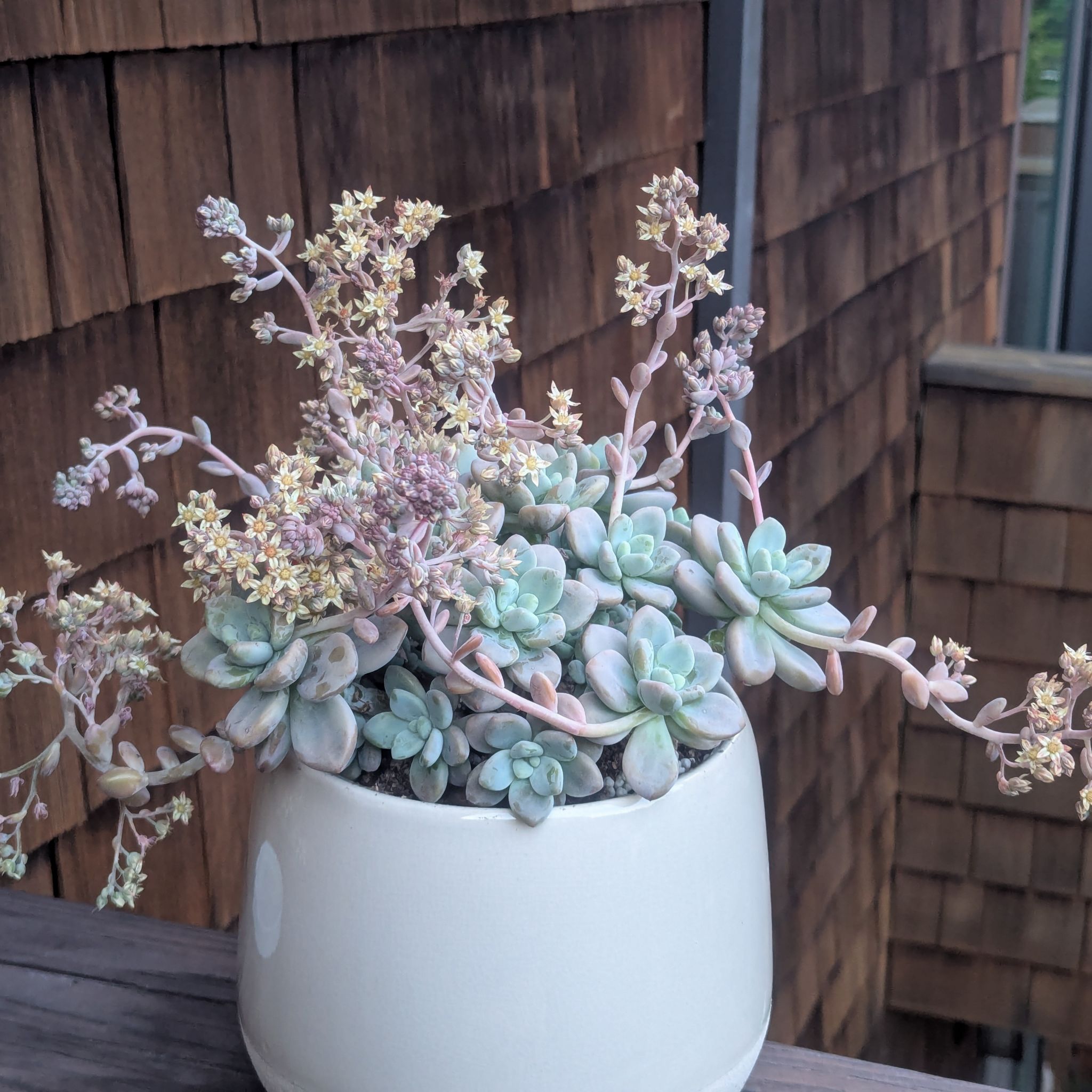 Photo of the plant species Graptosedum 'Miul' by @Queenazowski named Peach on Greg, the plant care app
